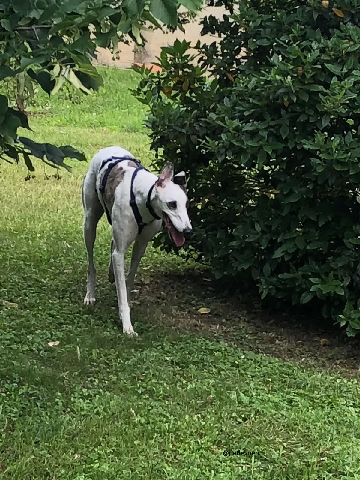 8 Spark Greyhound rescue petlevrieri petlevrierionlus foster progettofoster