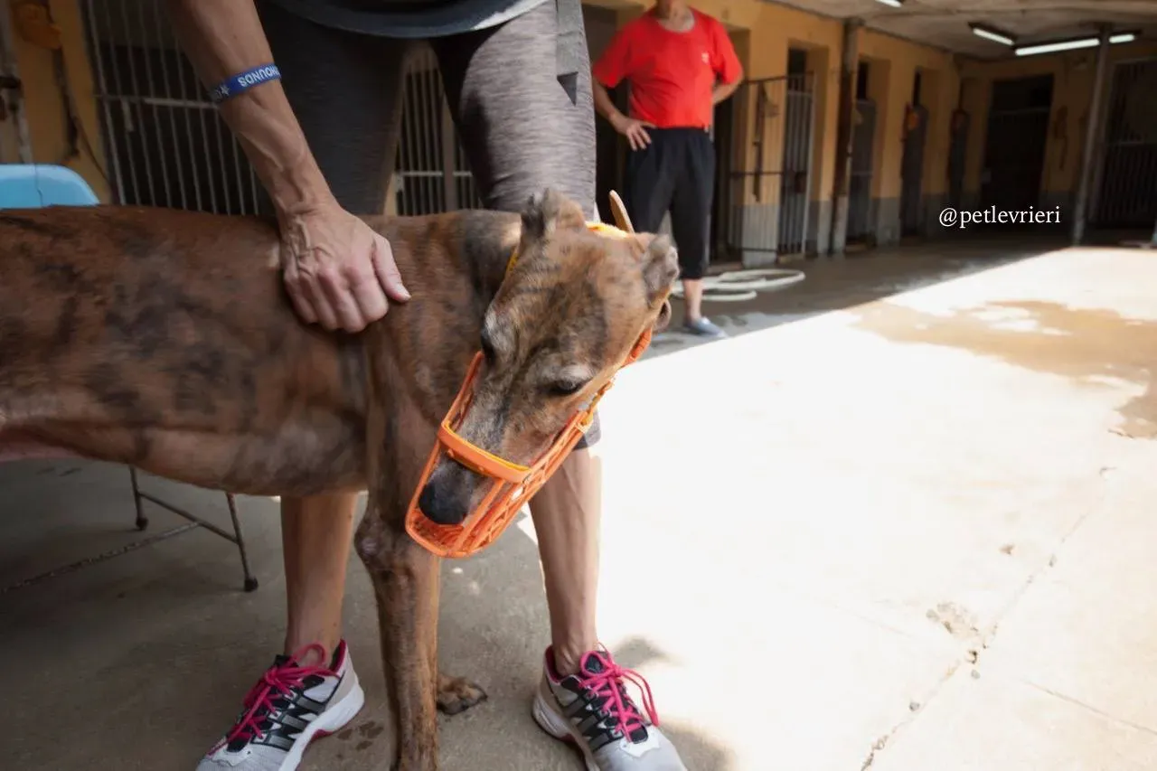 8 aogiri sen adozione greyhound macao