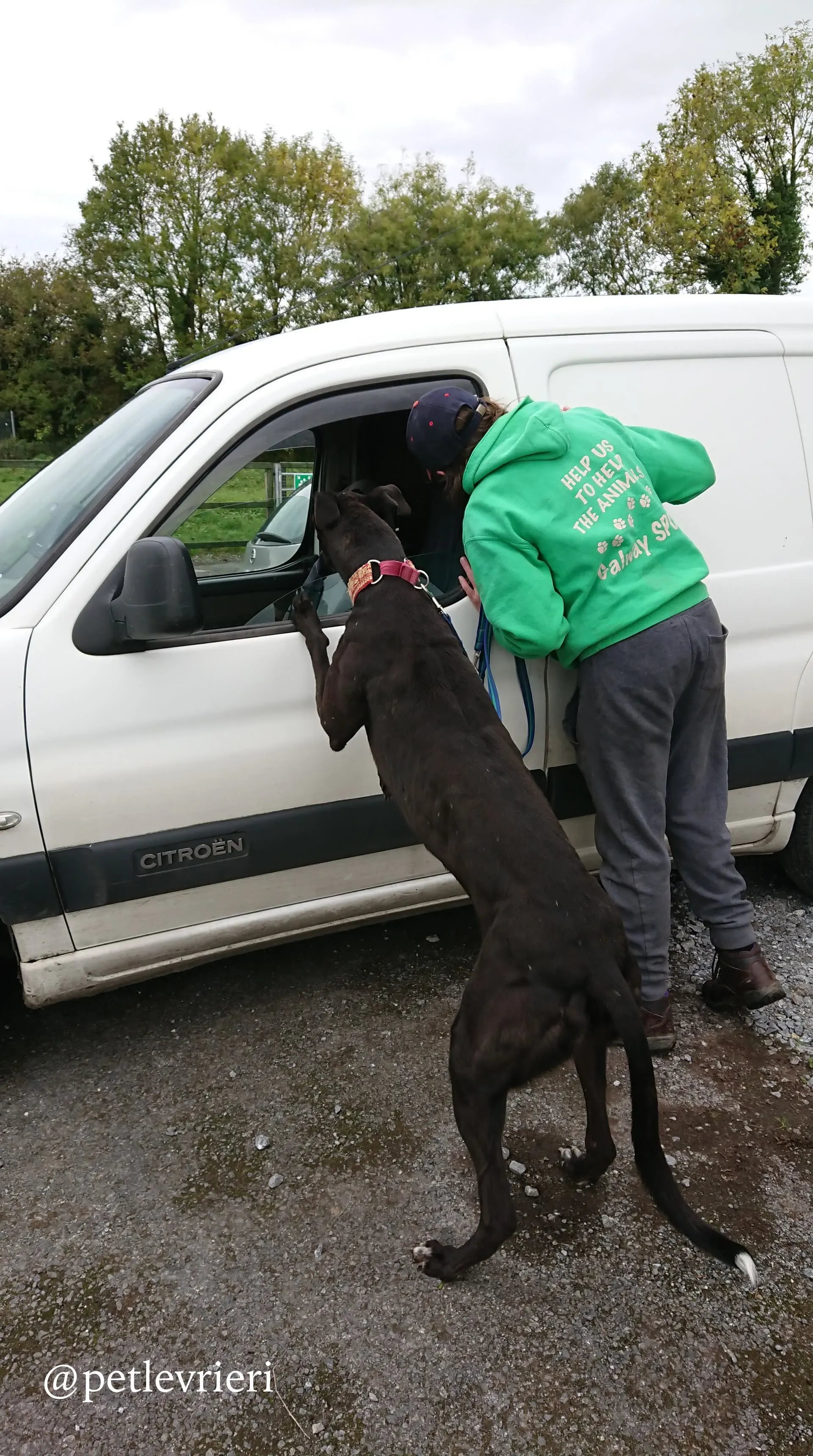 8 ash adozione levrieri greyhound