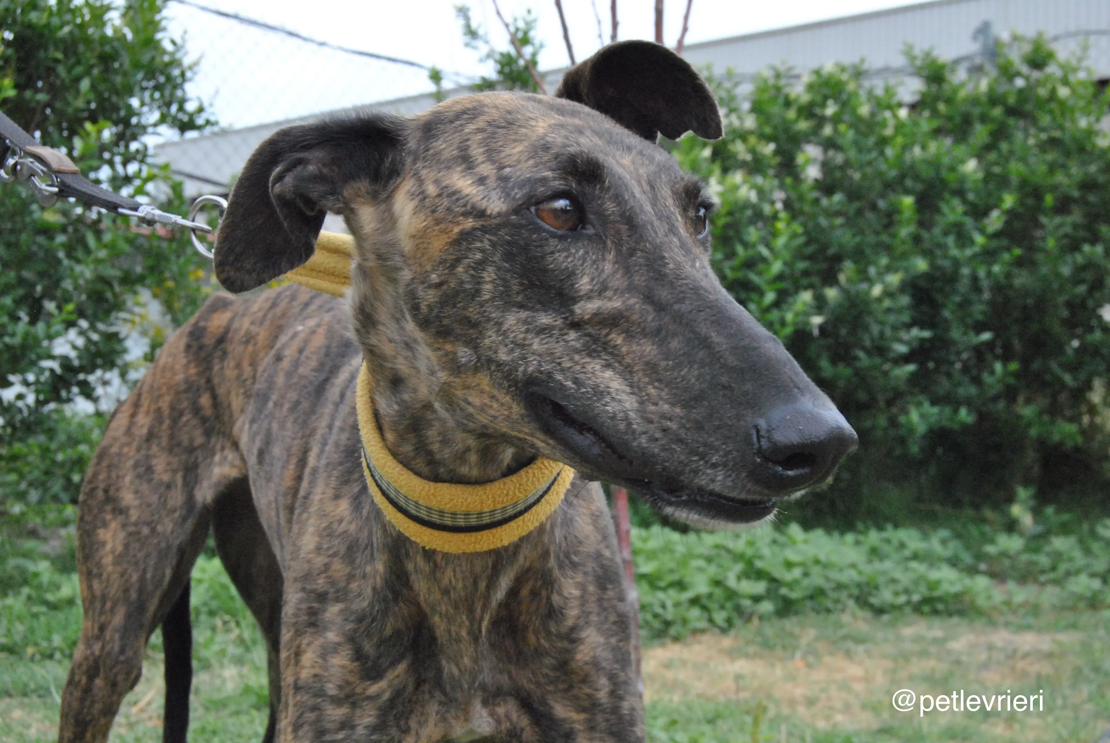 8 bala adozione levrieri galgo