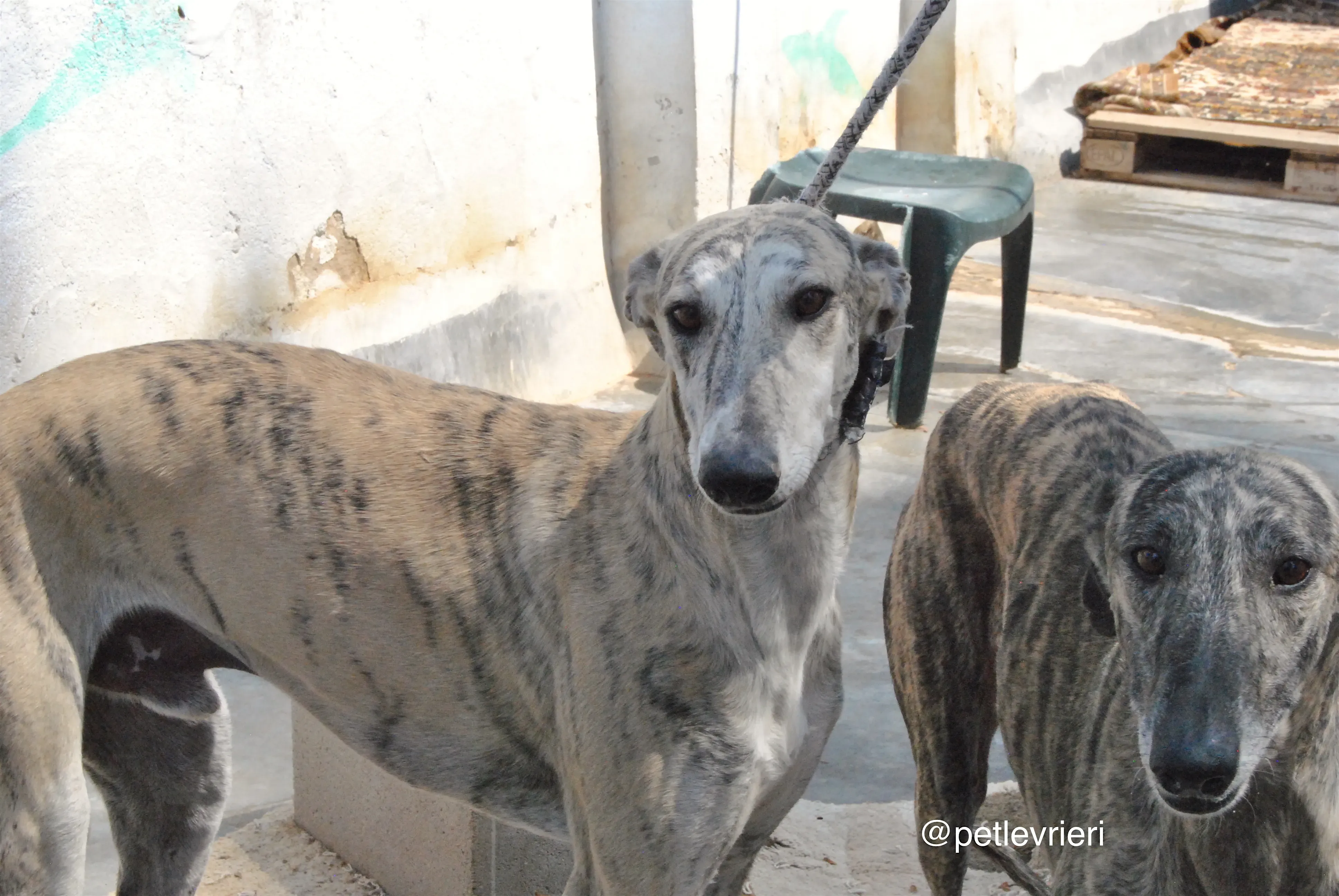 8 bastorin adozione levrieri galgo 1