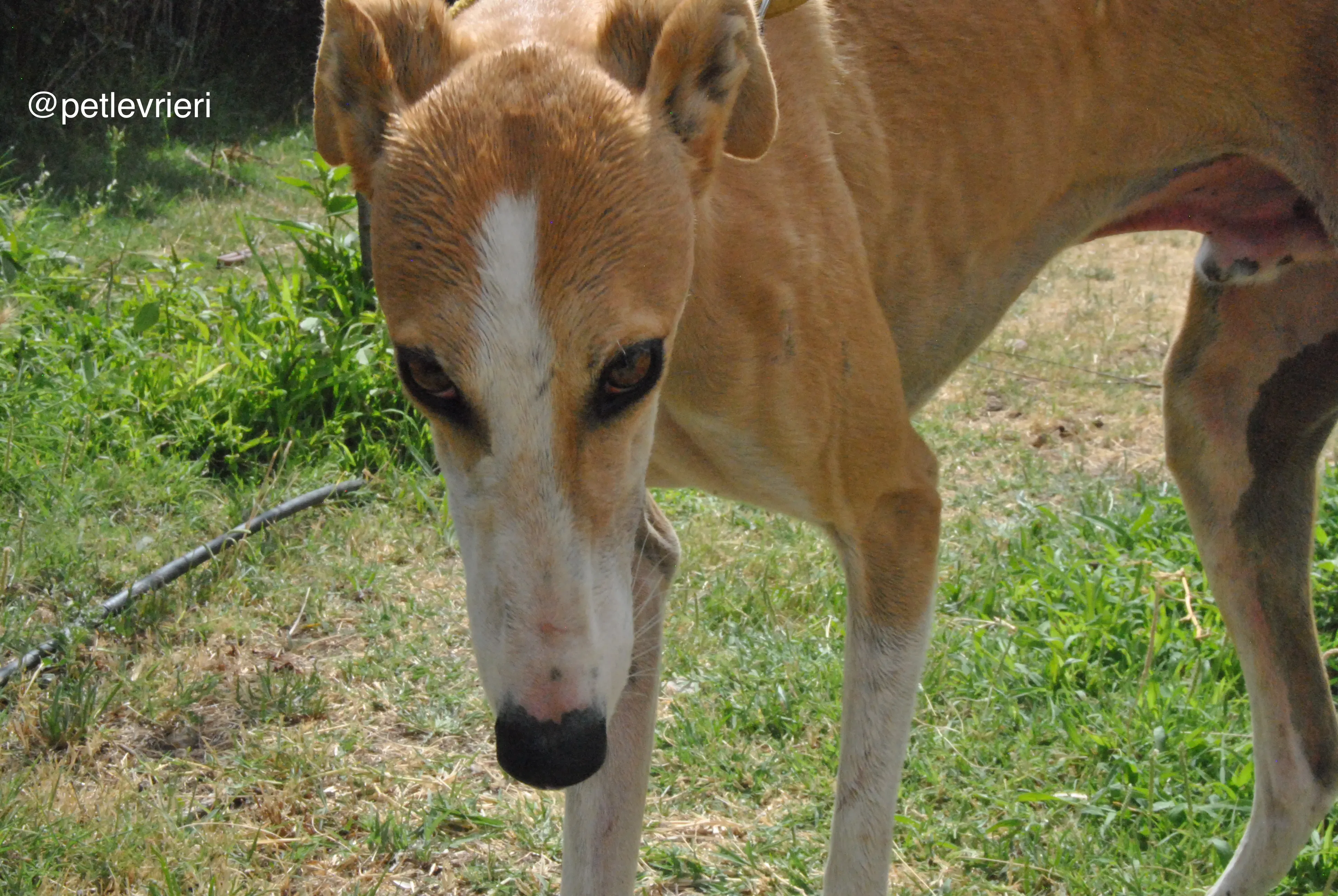 8 bisky adozione levrieri galgo