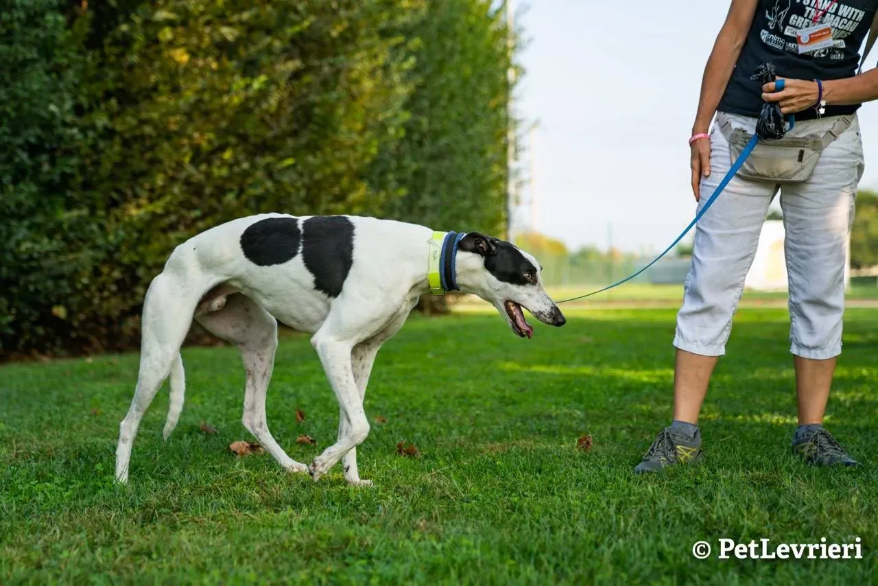 8 bob adozione levrieri greyhound