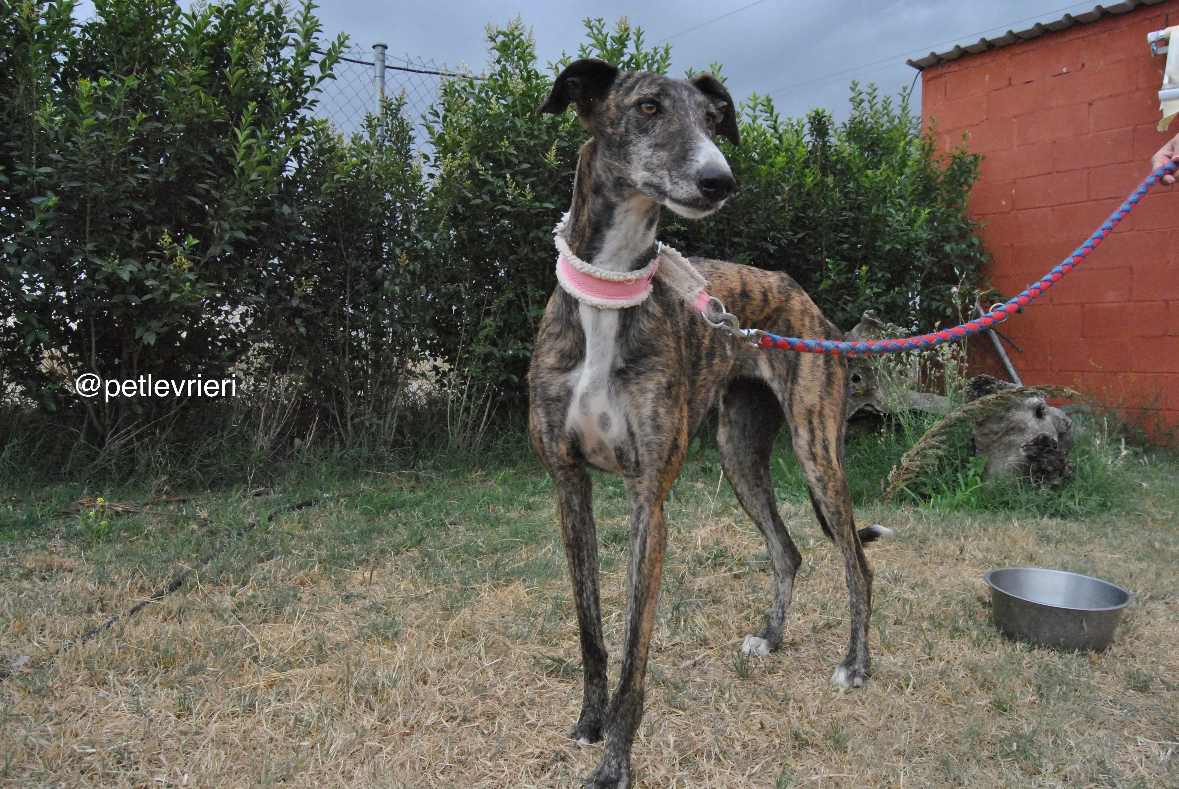 8 brandy adozione levrieri galgo