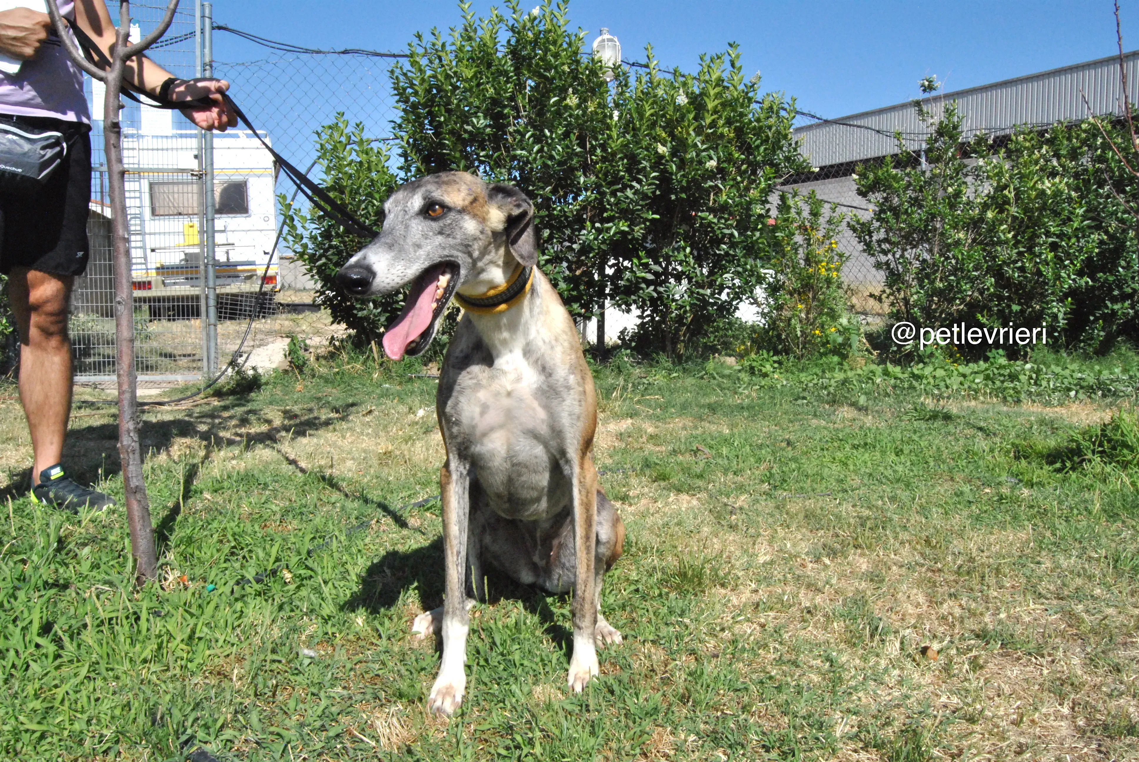 8 campanera adozione levrieri galgo