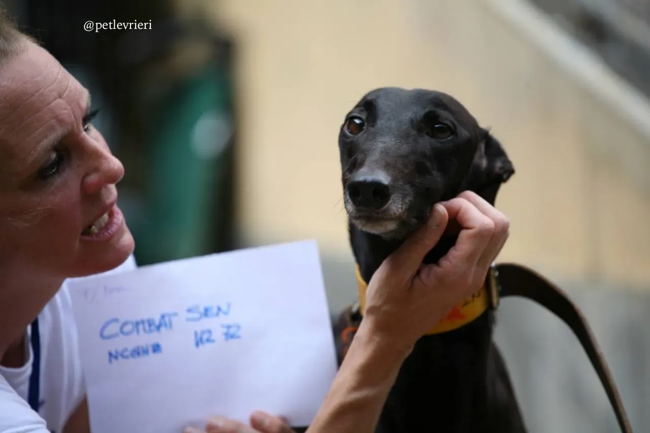 8 combat sen adozione greyhound macao