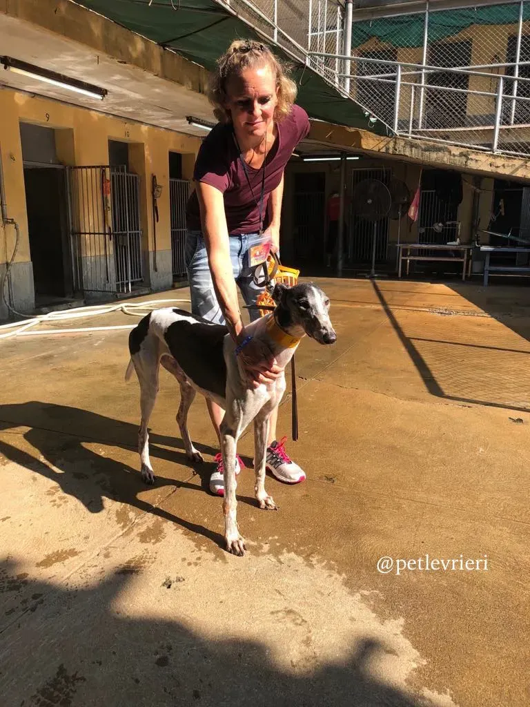 8 cyns crusader adozione greyhound macau