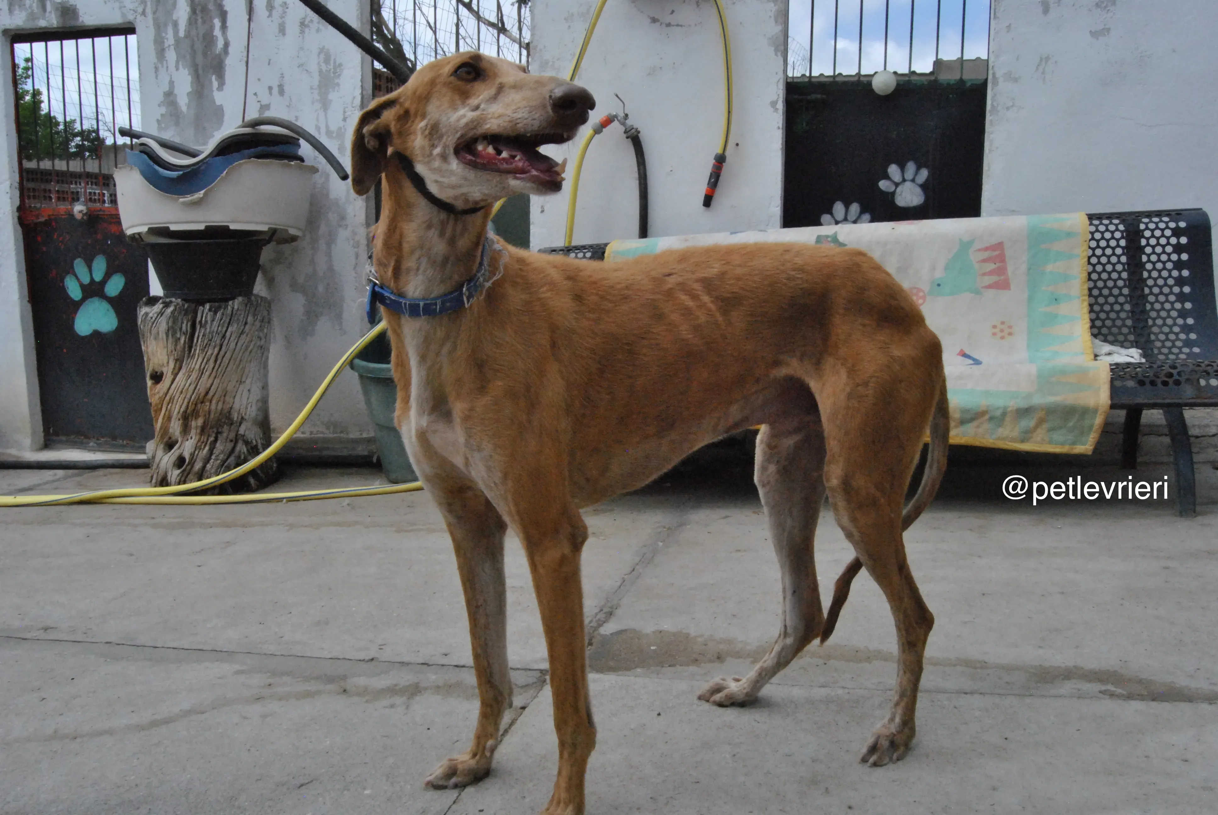 8 dali adozione levrieri galgo