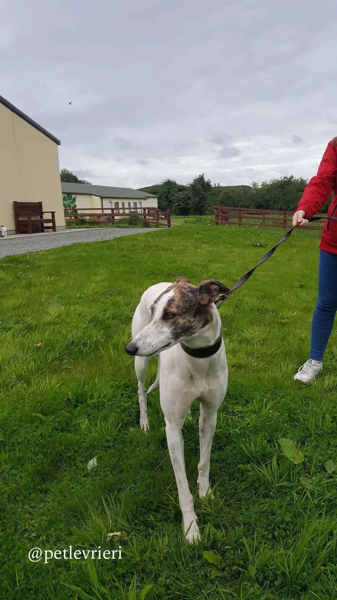 8 deva adozione greyhound