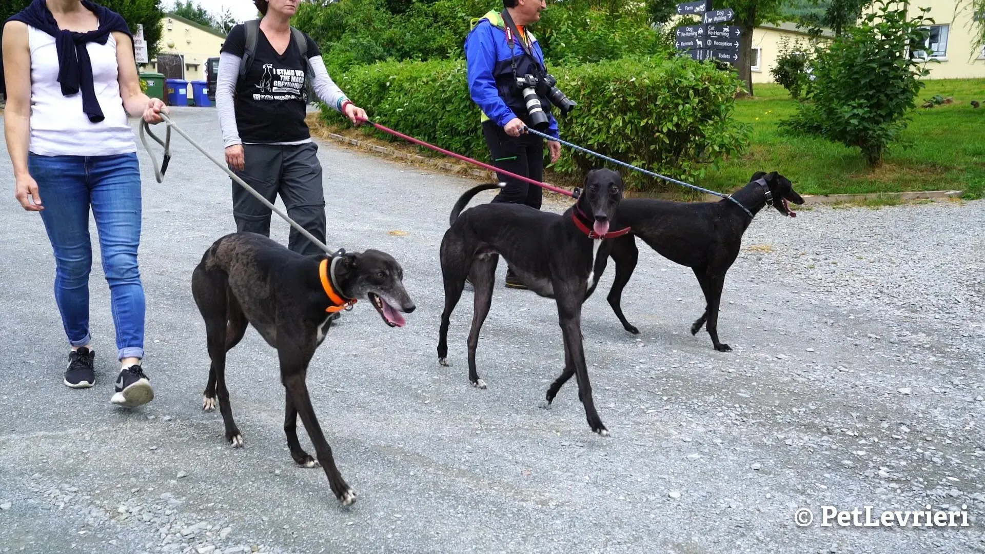 8 ed adozione levrieri greyhound