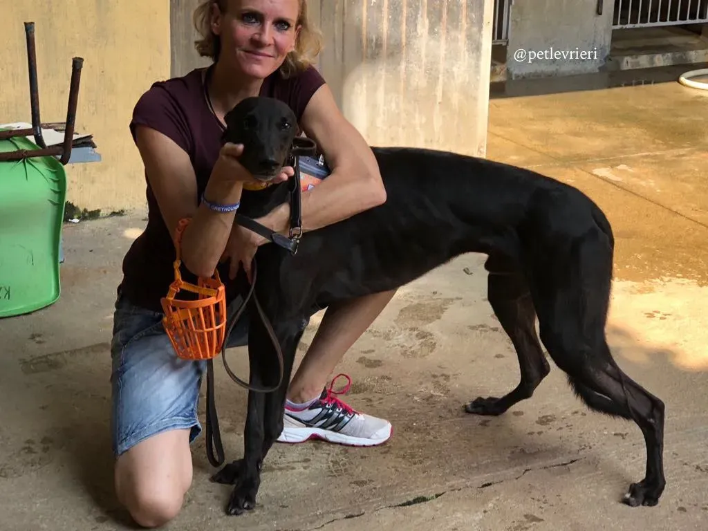 8 fear the beat adozione greyhound macao