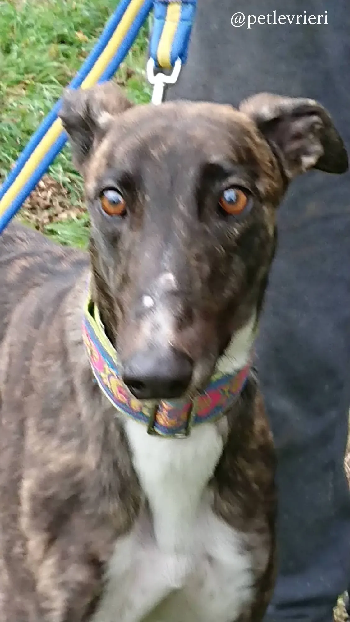 8 femi adozione levrieri greyhound