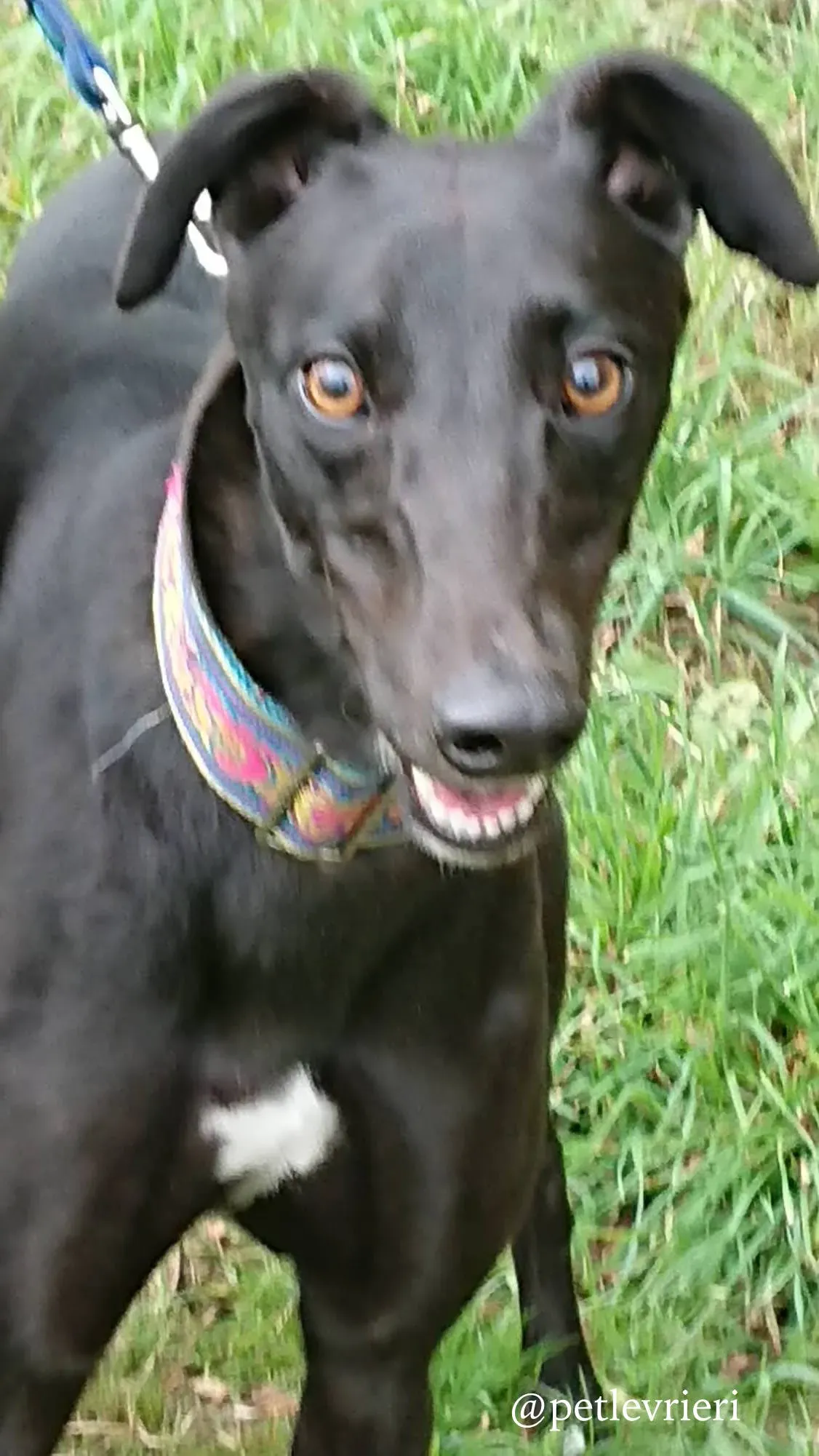 8 folami adozione levrieri greyhound