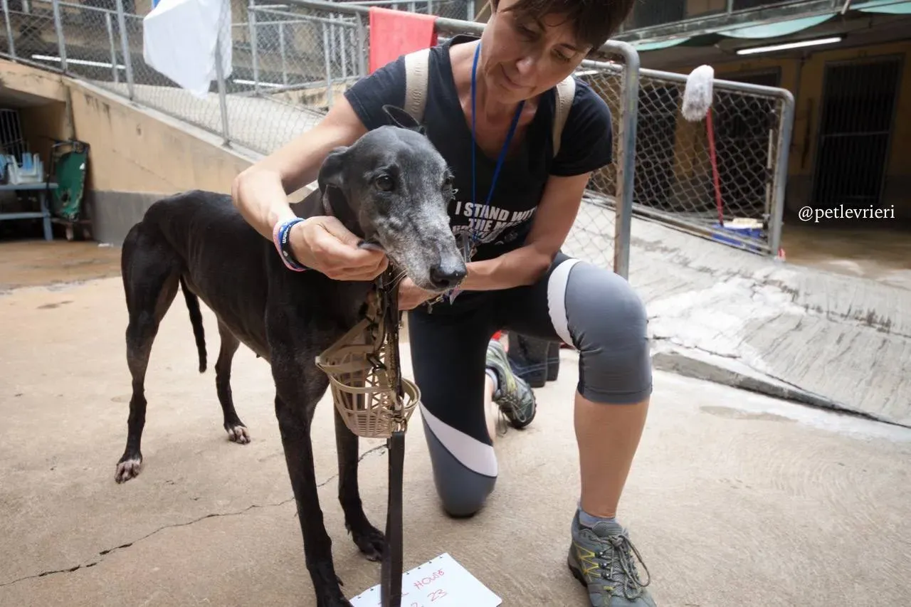 8 full house adozione greyhound macao