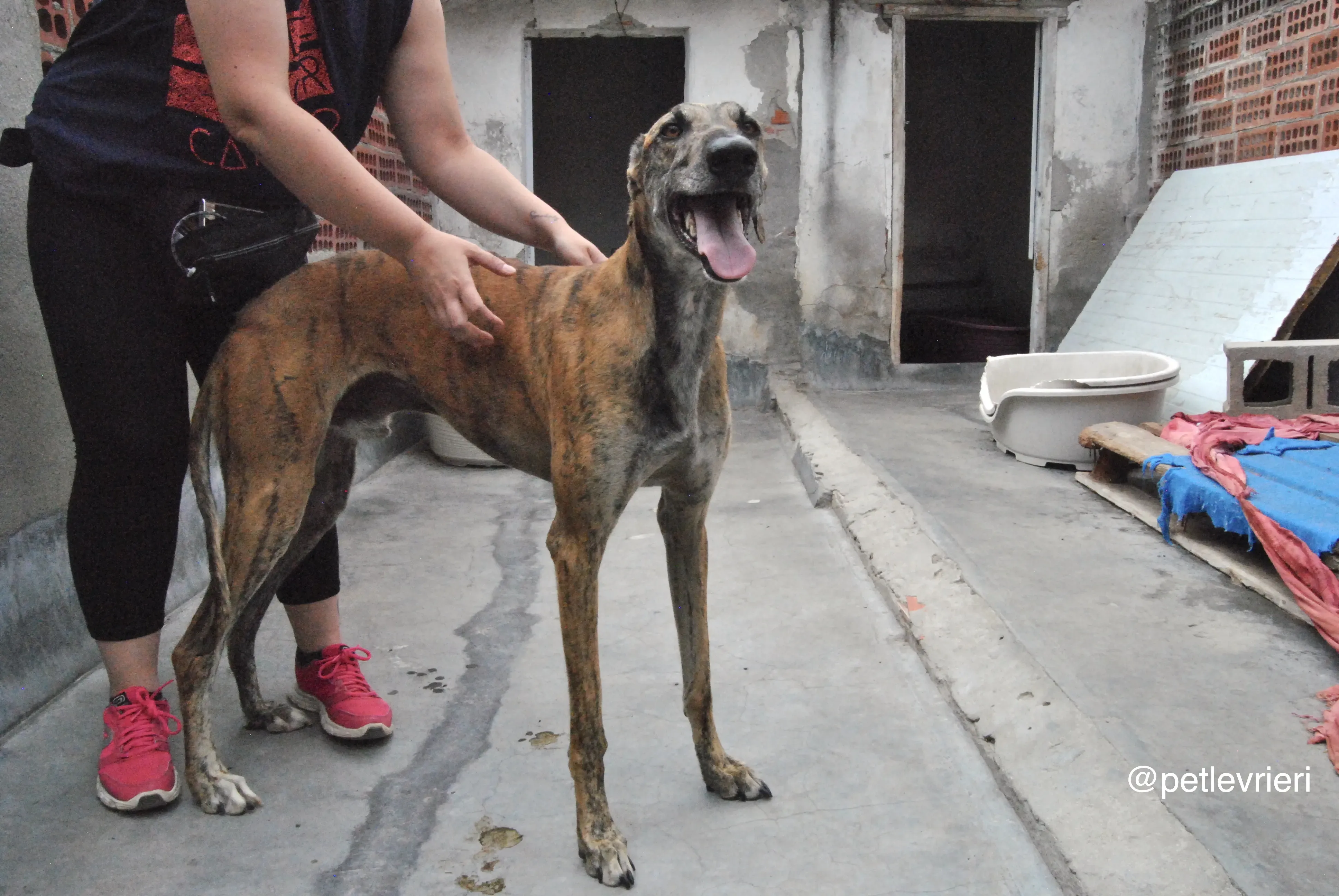 8 furia adozione levrieri galgo 1
