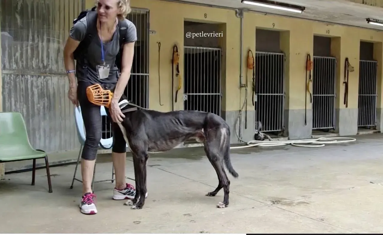 8 genius.com adozione greyhound macao