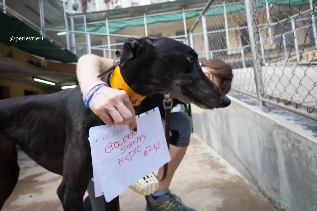 8 golden signify adozione greyhound macao