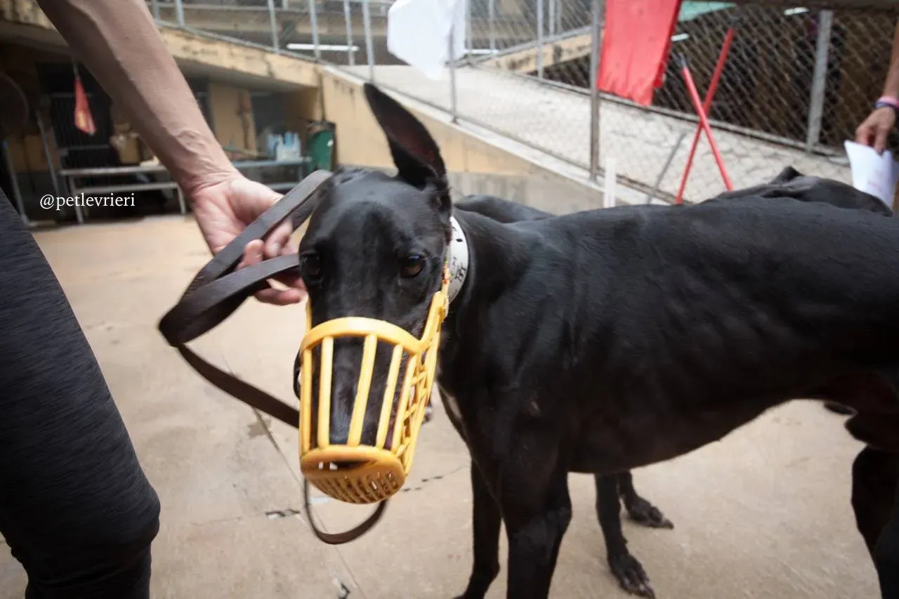 8 greatidol.com adozione greyhound macao