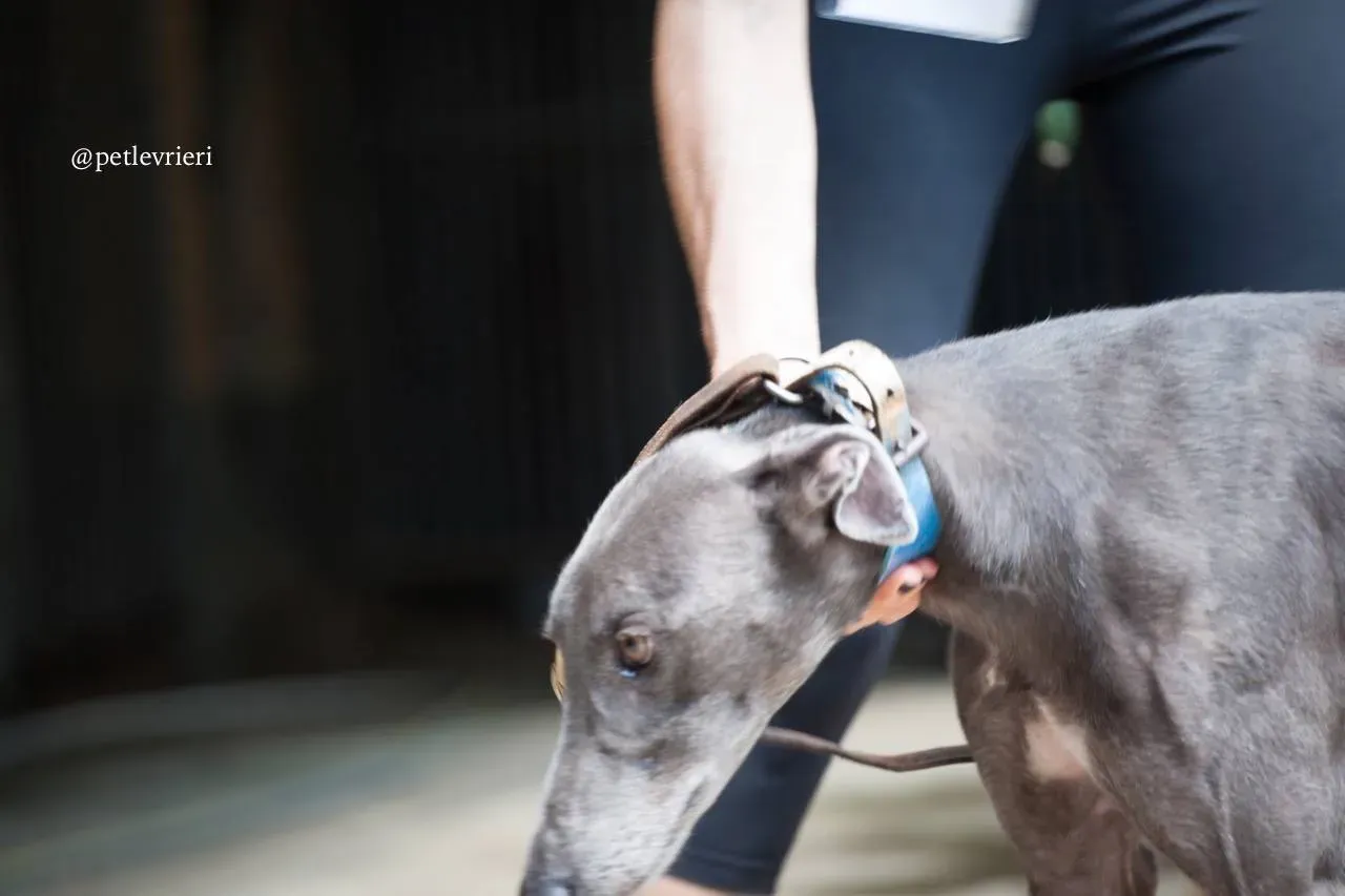 8 hacker adozione greyhound macao