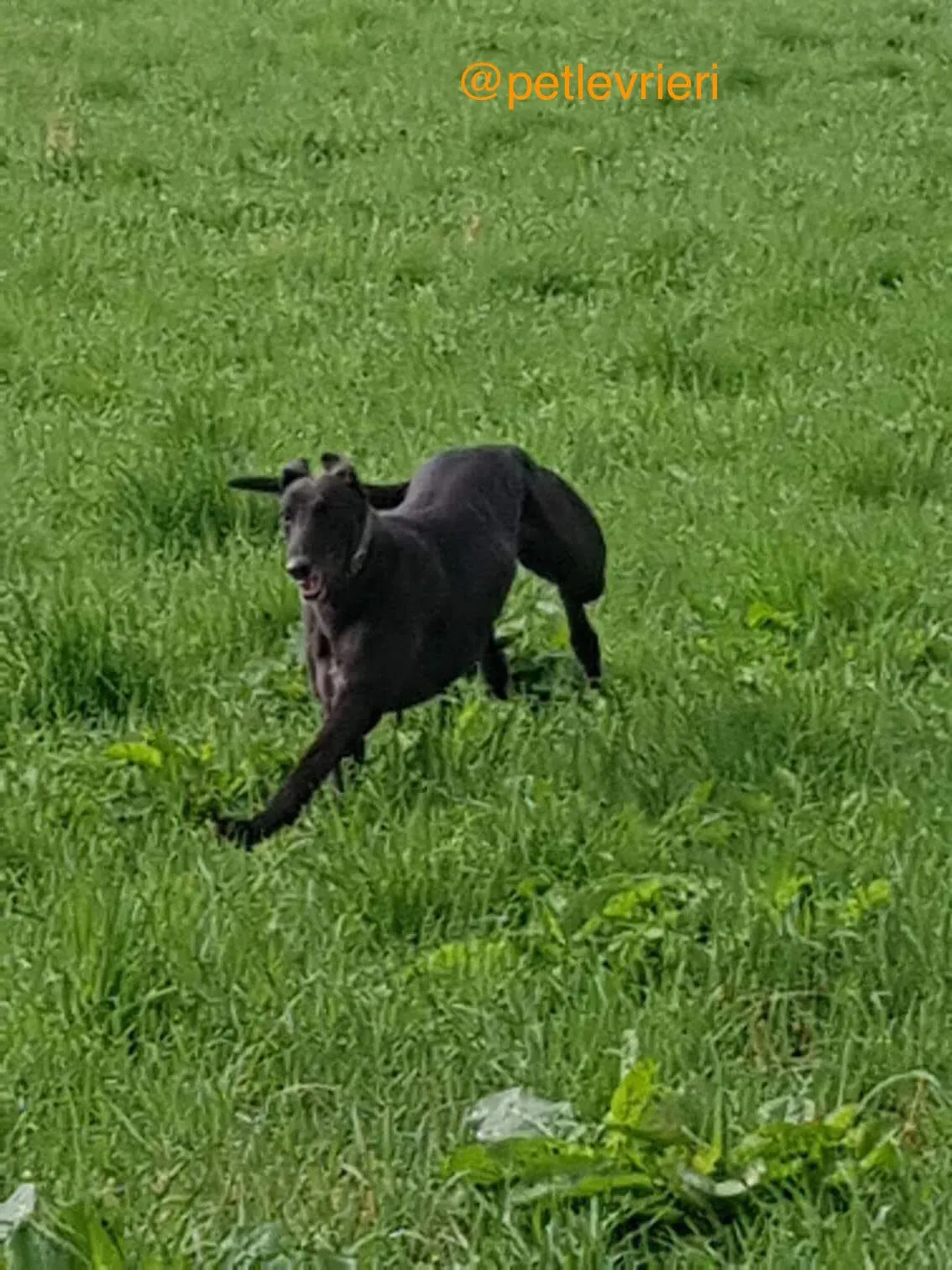 8 halla adozione levrieri greyhound