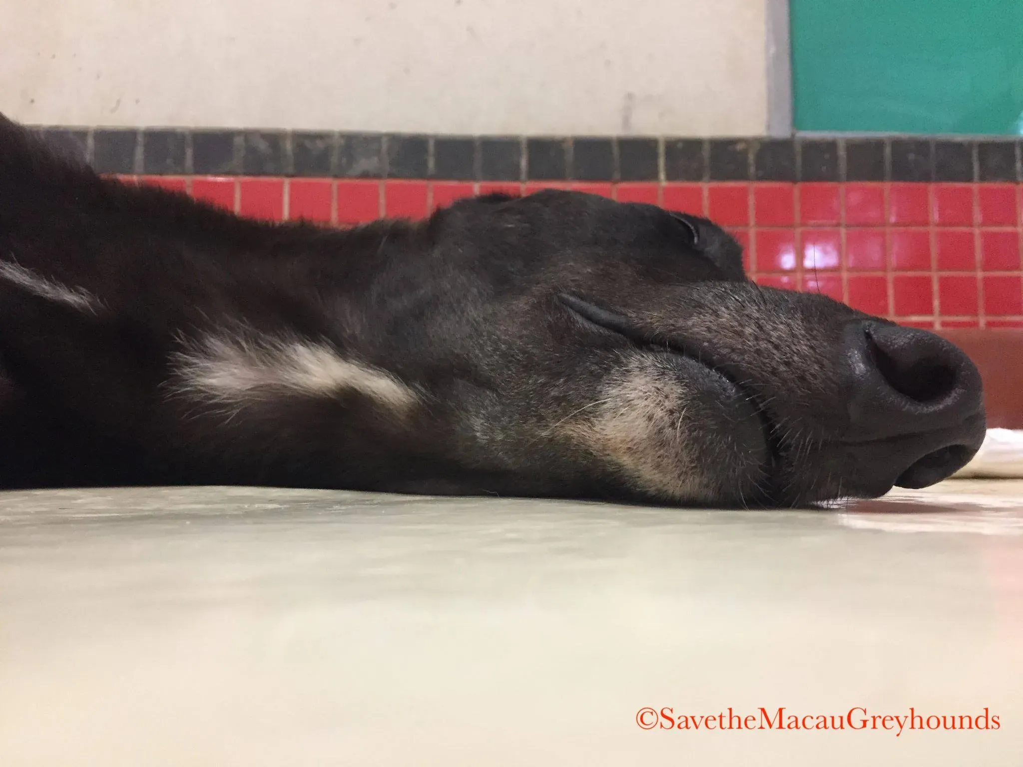 8 high mantenace adozione greyhound macao