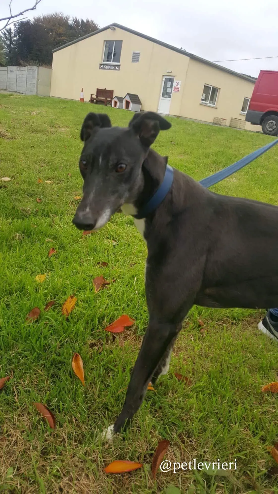 8 hilary adozione levrieri greyhound