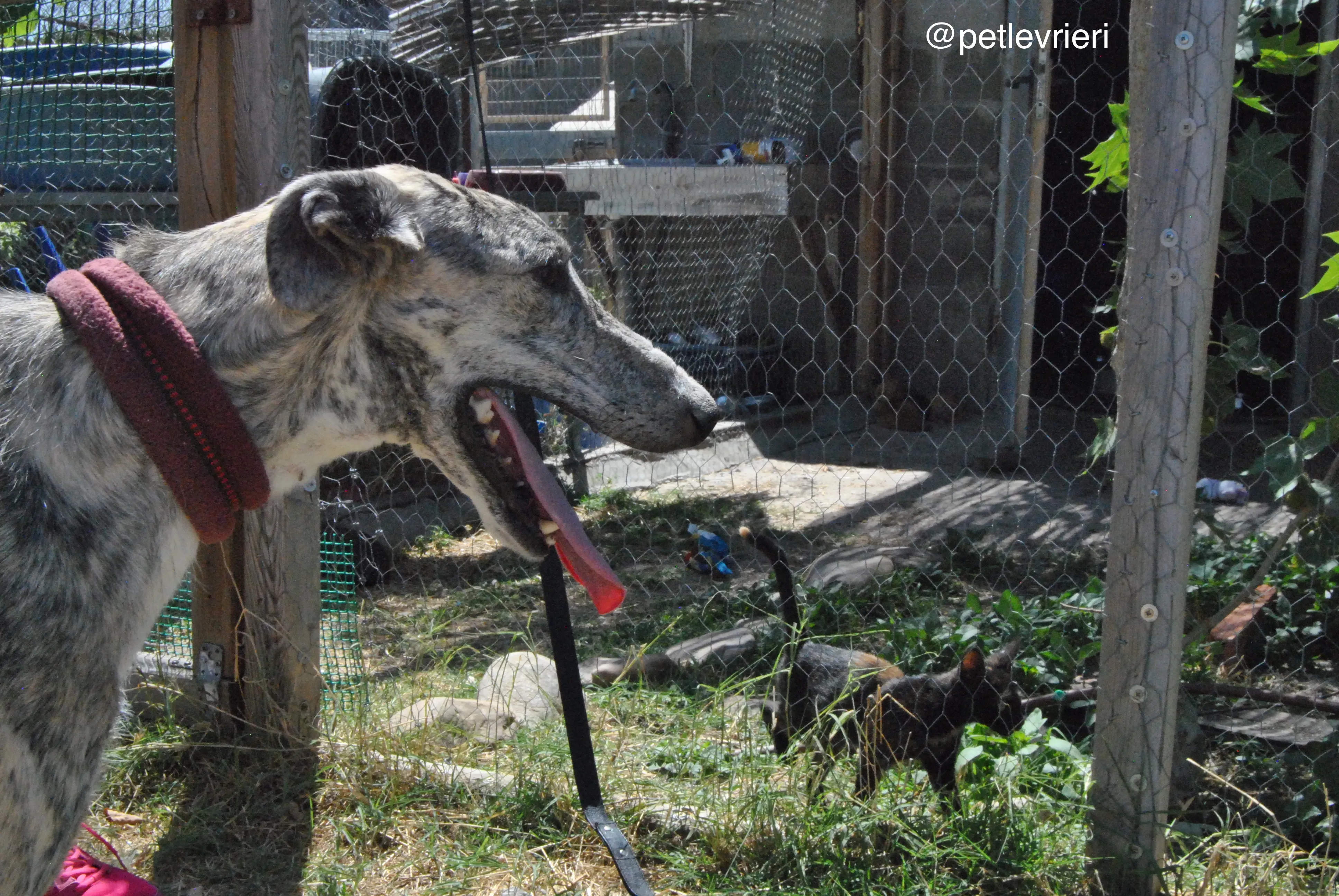 8 hispano adozione levrieri galgo