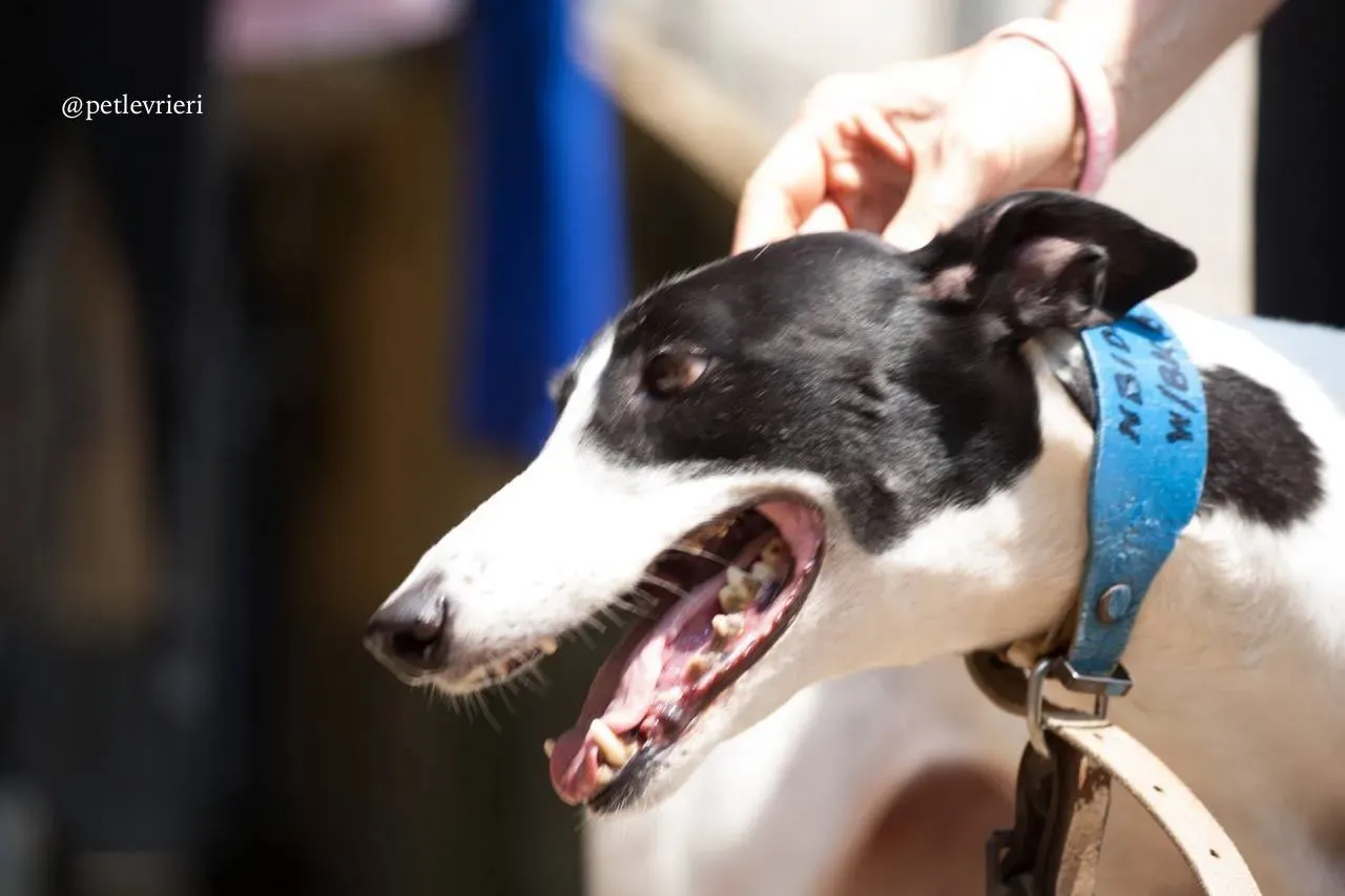 8 huntress adozione greyhound macao