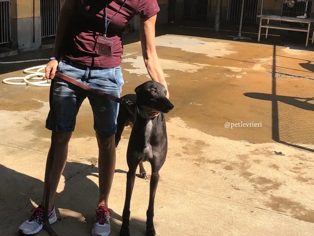 8 hurcan adozione greyhound macao