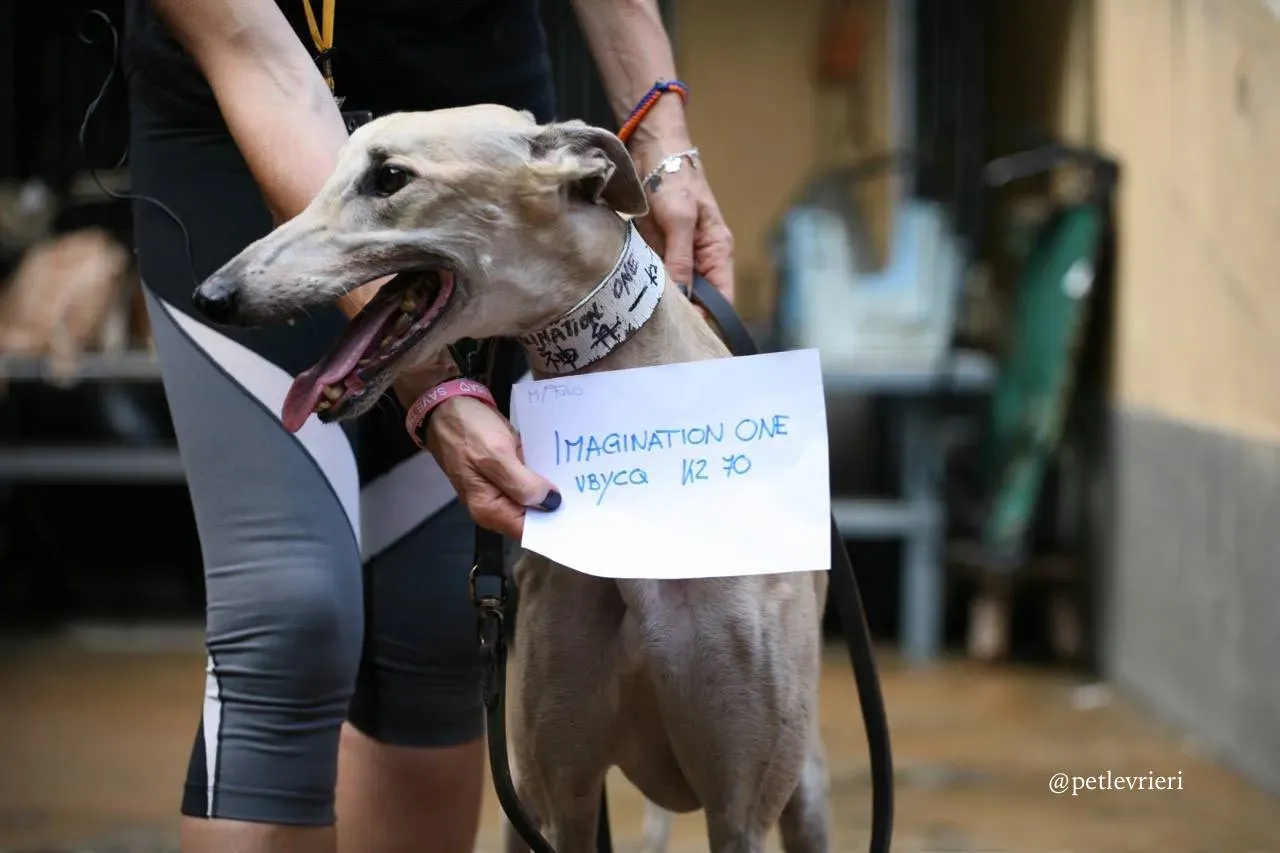 8 imagination one adozione greyhound macao