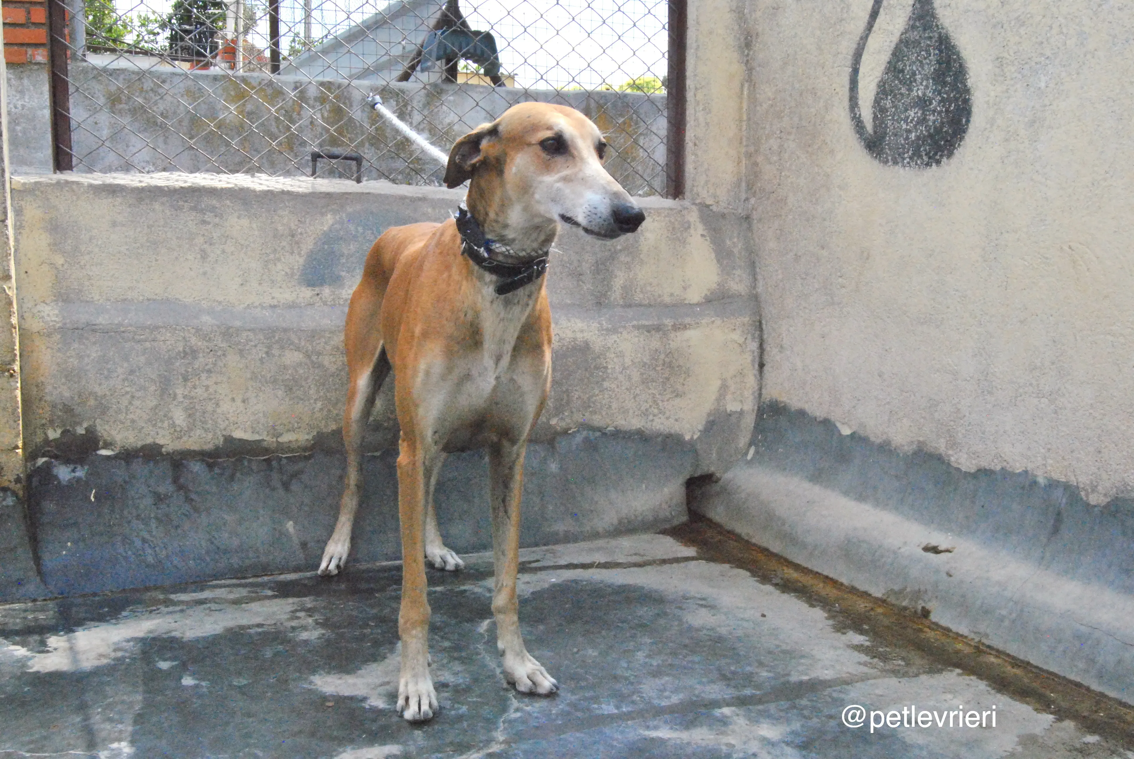 8 imperio adozione levrieri galgo