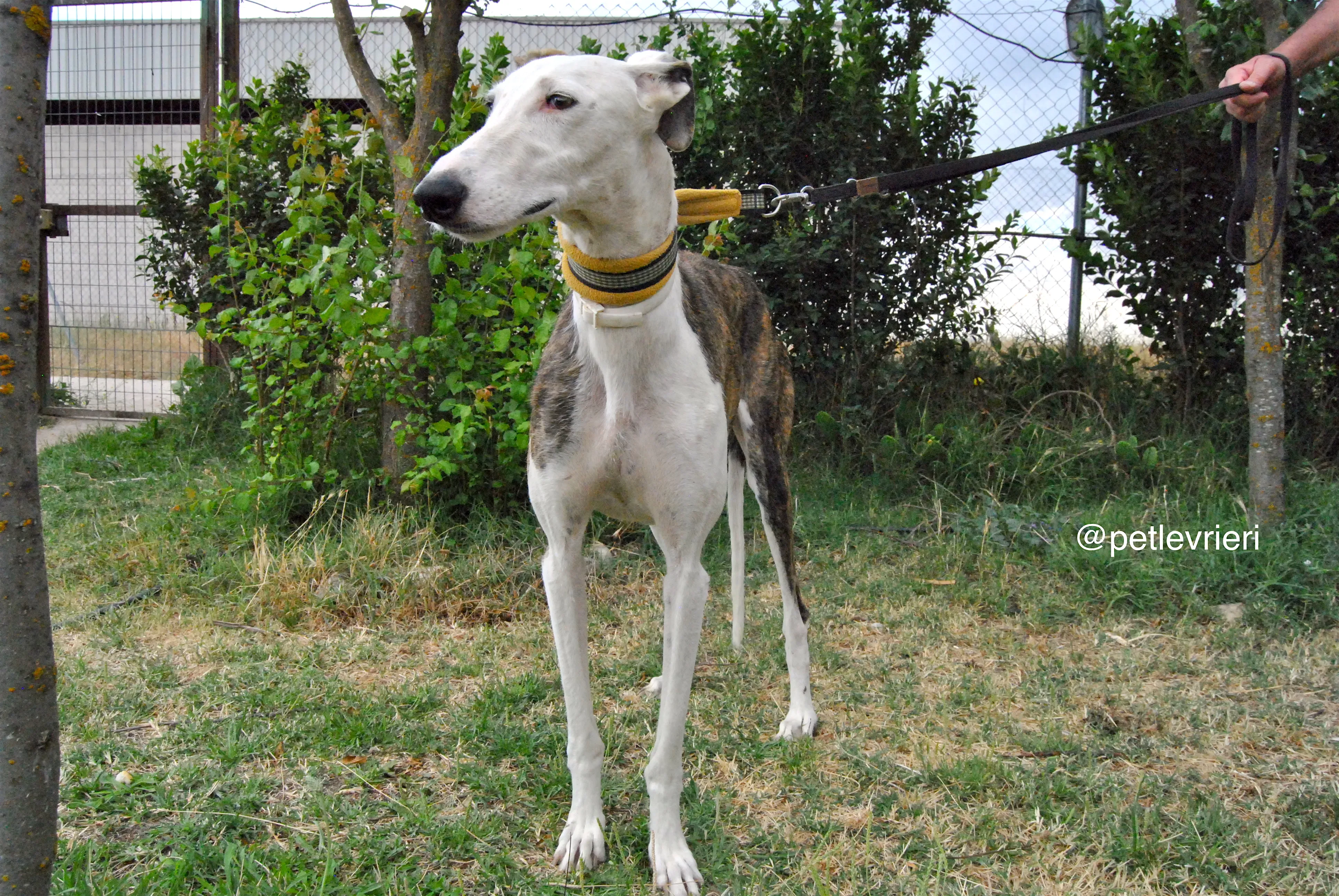 8 josua adozione levrieri galgo