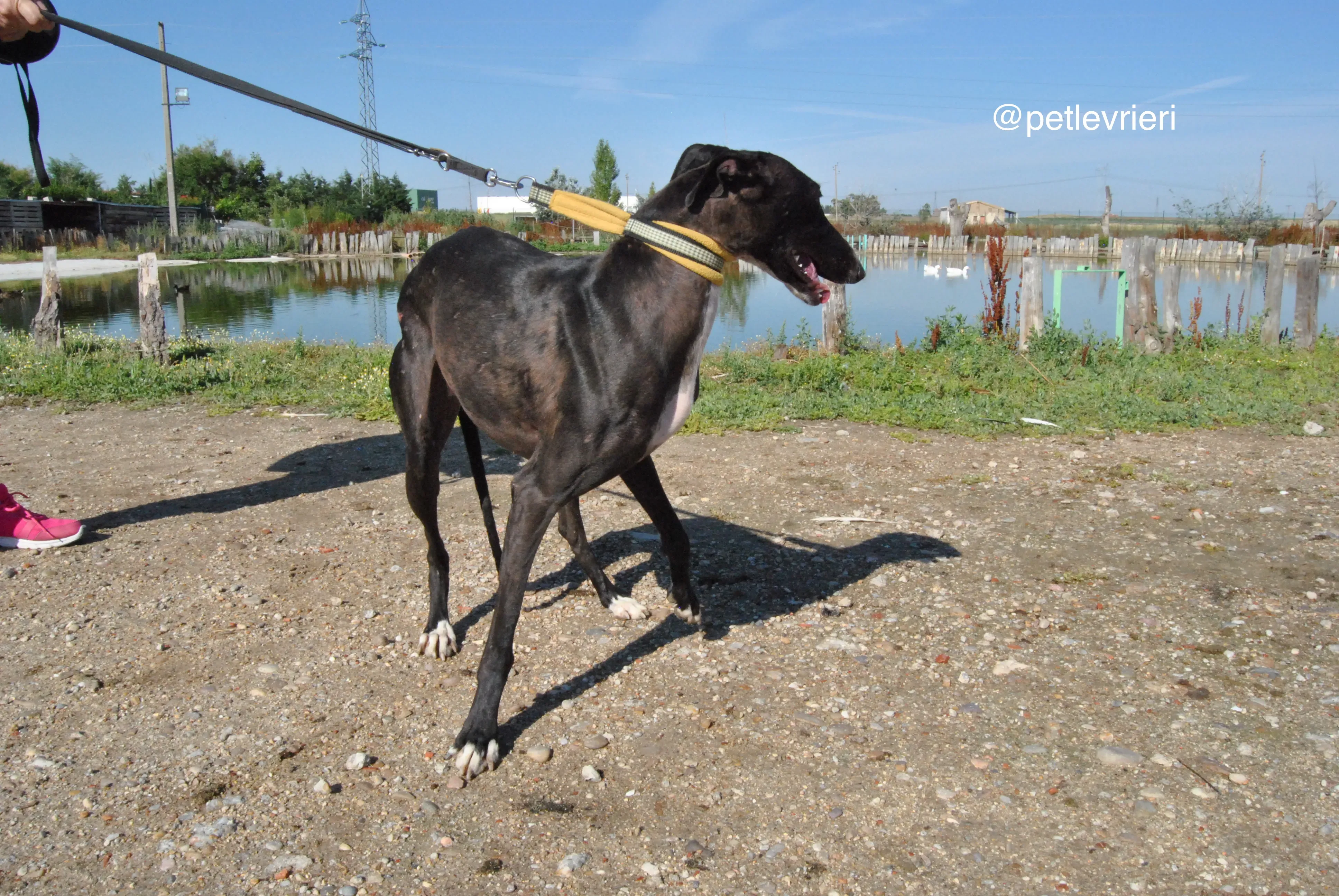 8 lacompleta adozione levrieri galgo