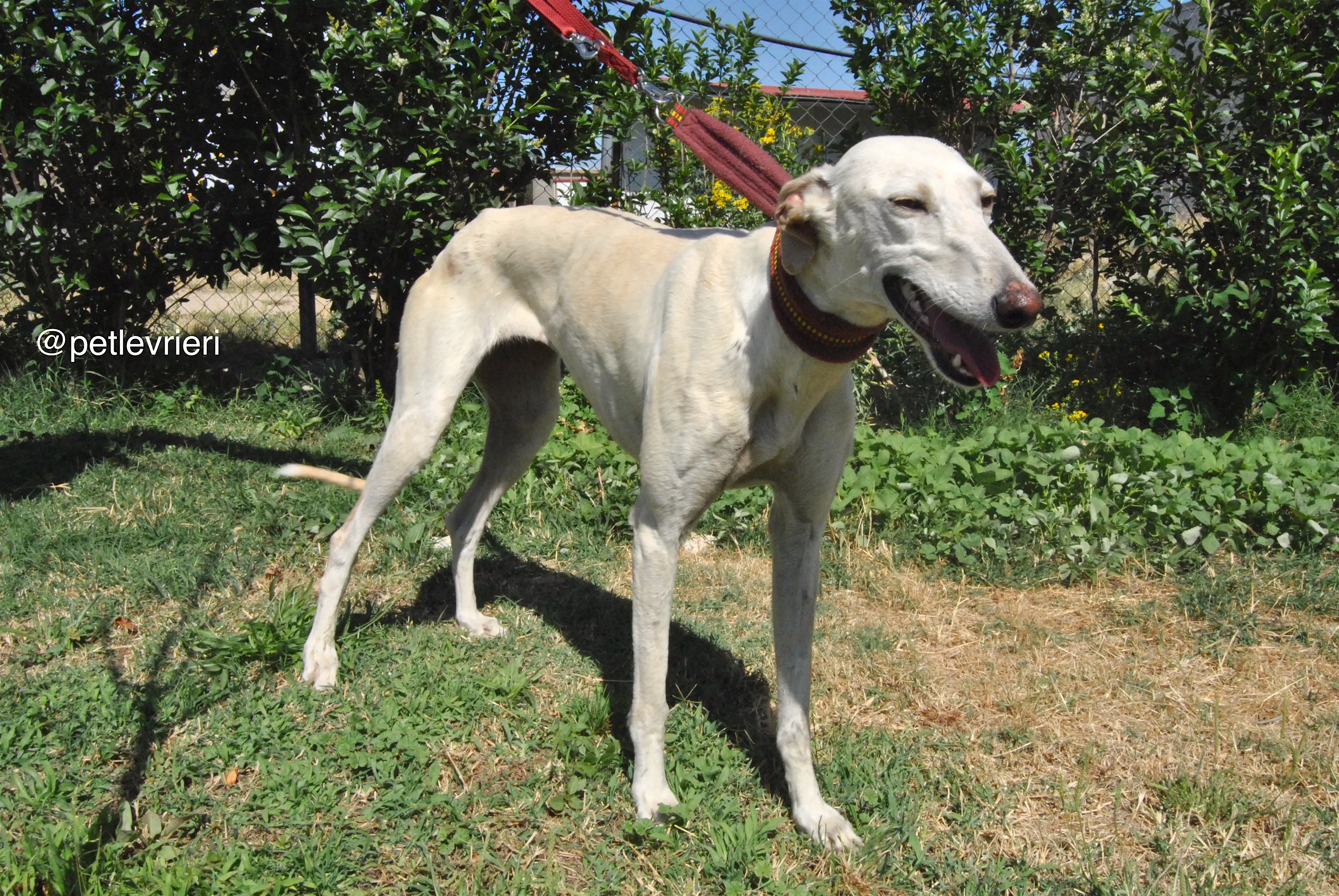 8 laila adozione levrieri galgo