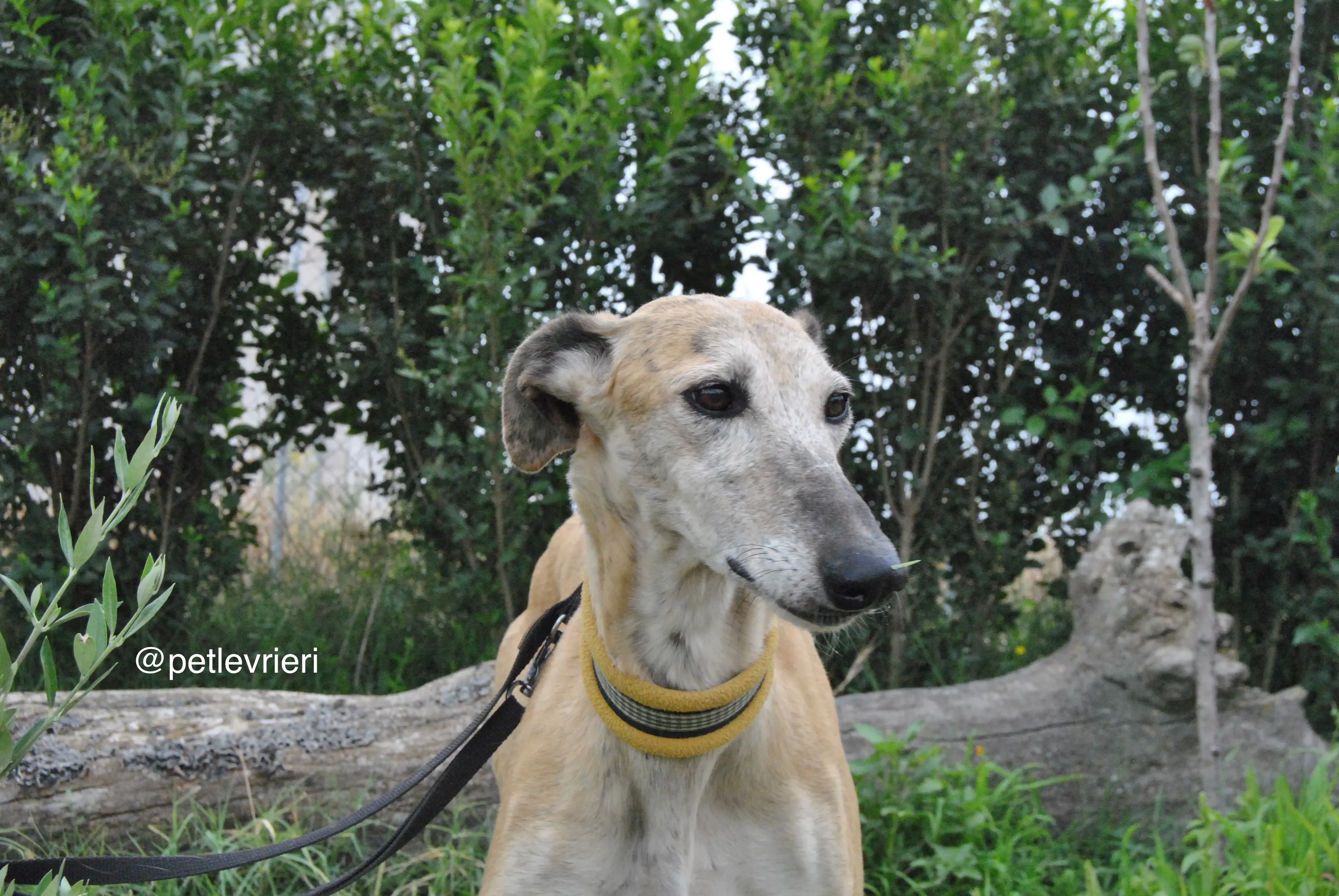 8 lambie adozione levrieri galgo
