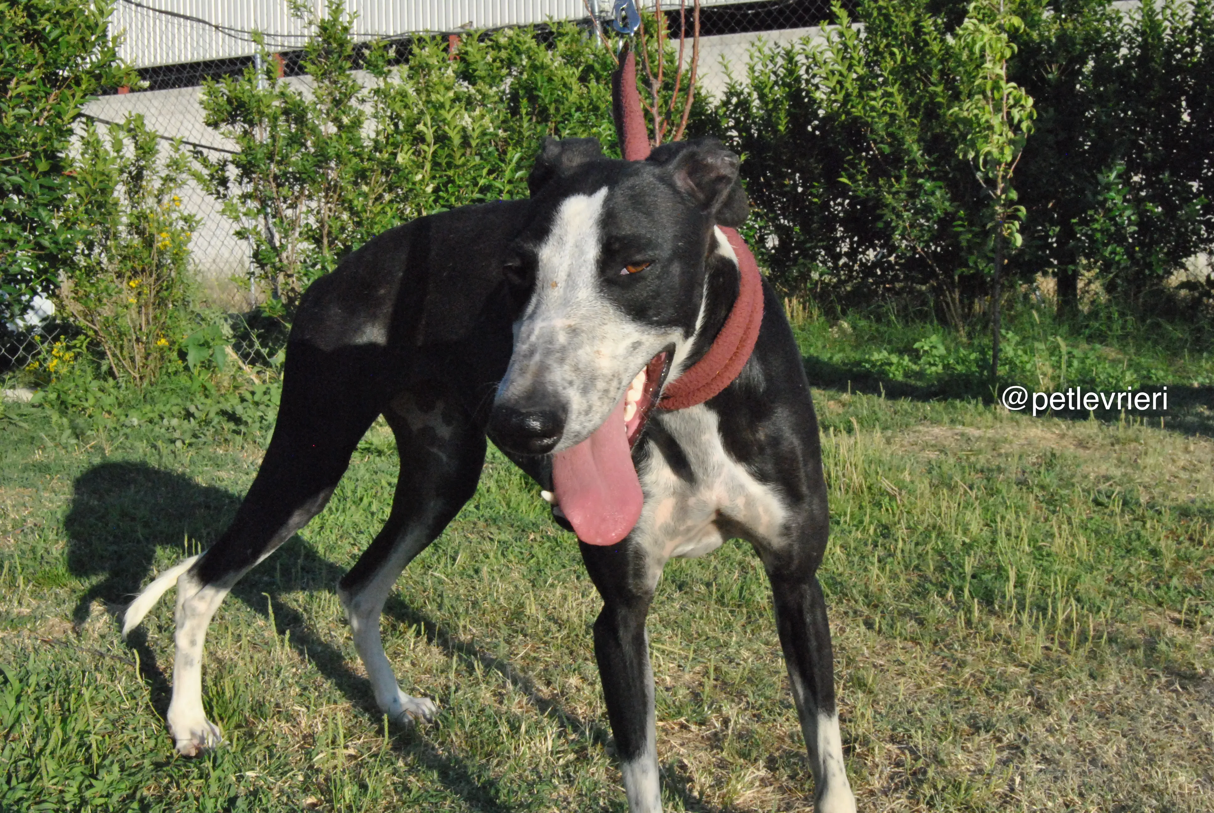 8 lili adozione levrieri galgo