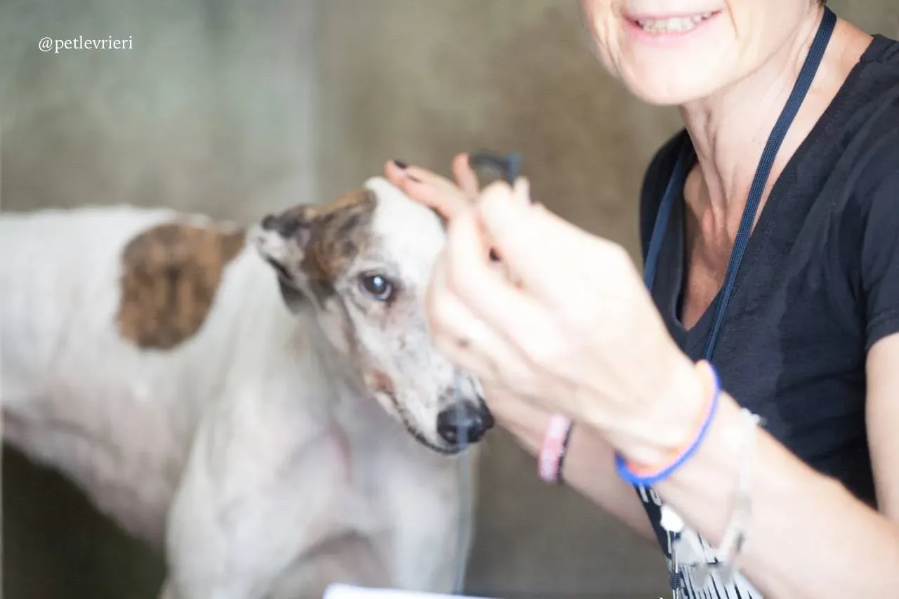 8 lucky fortune adozione greyhound macao