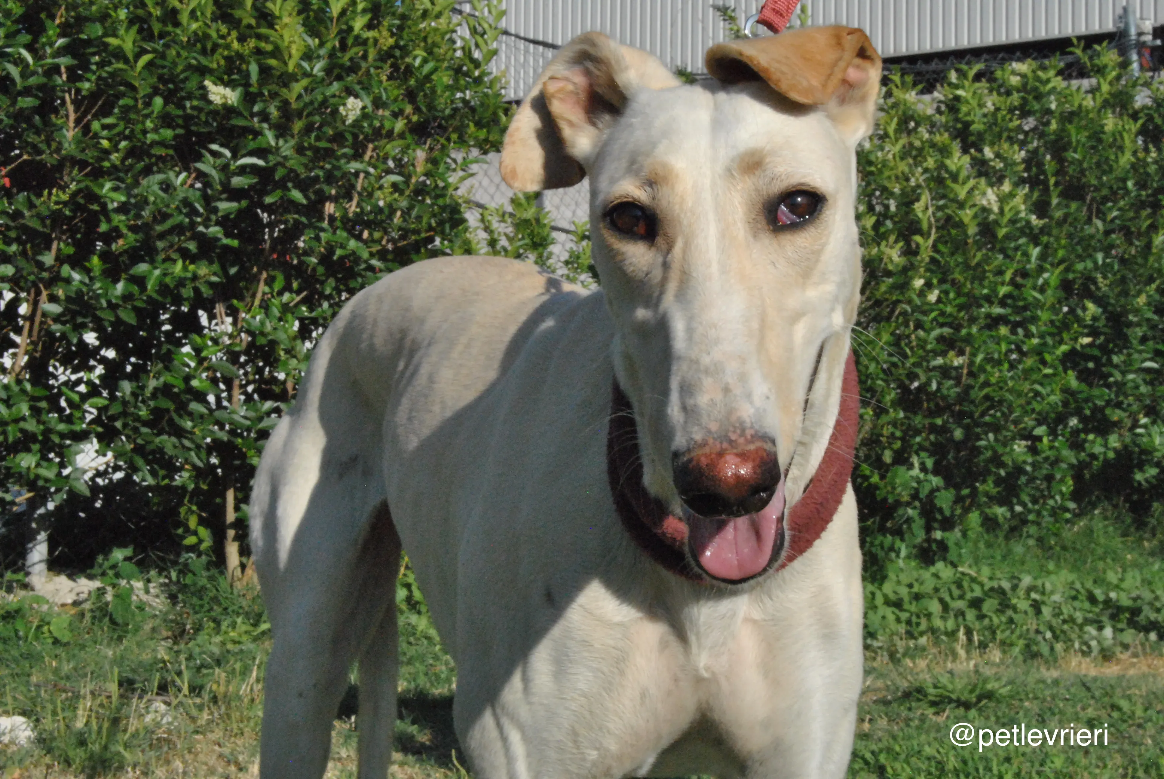 8 mari adozione levrieri galgo