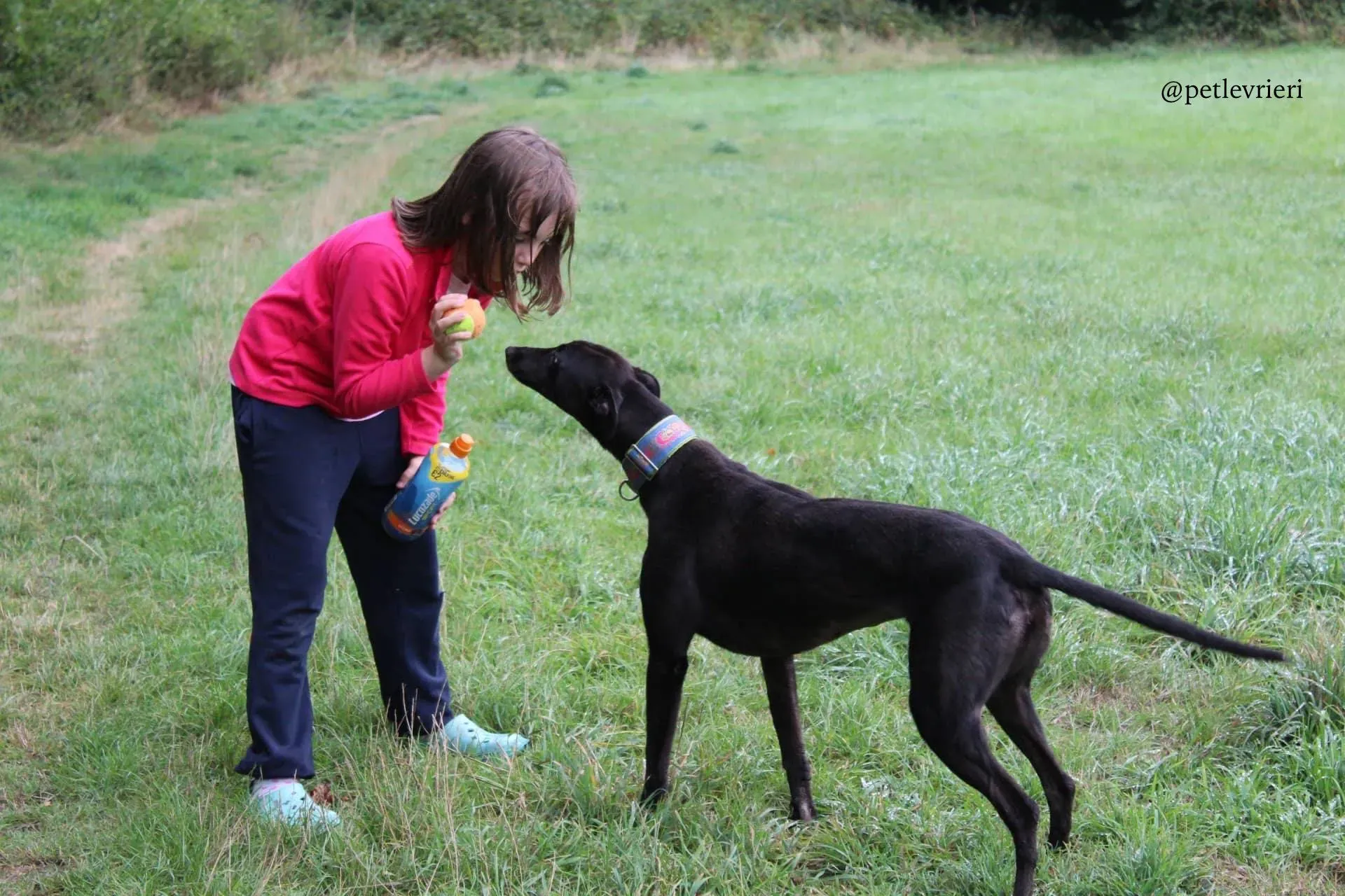 8 mignon adozione levrieri greyhound