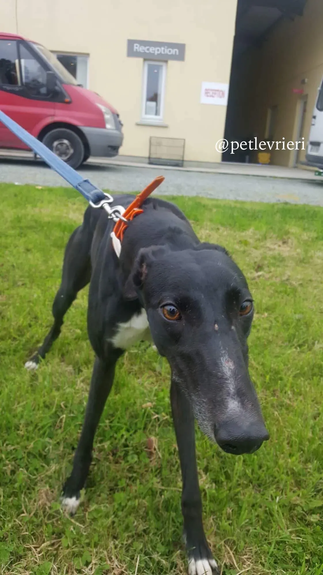 8 miss alice adozione levrieri greyhound