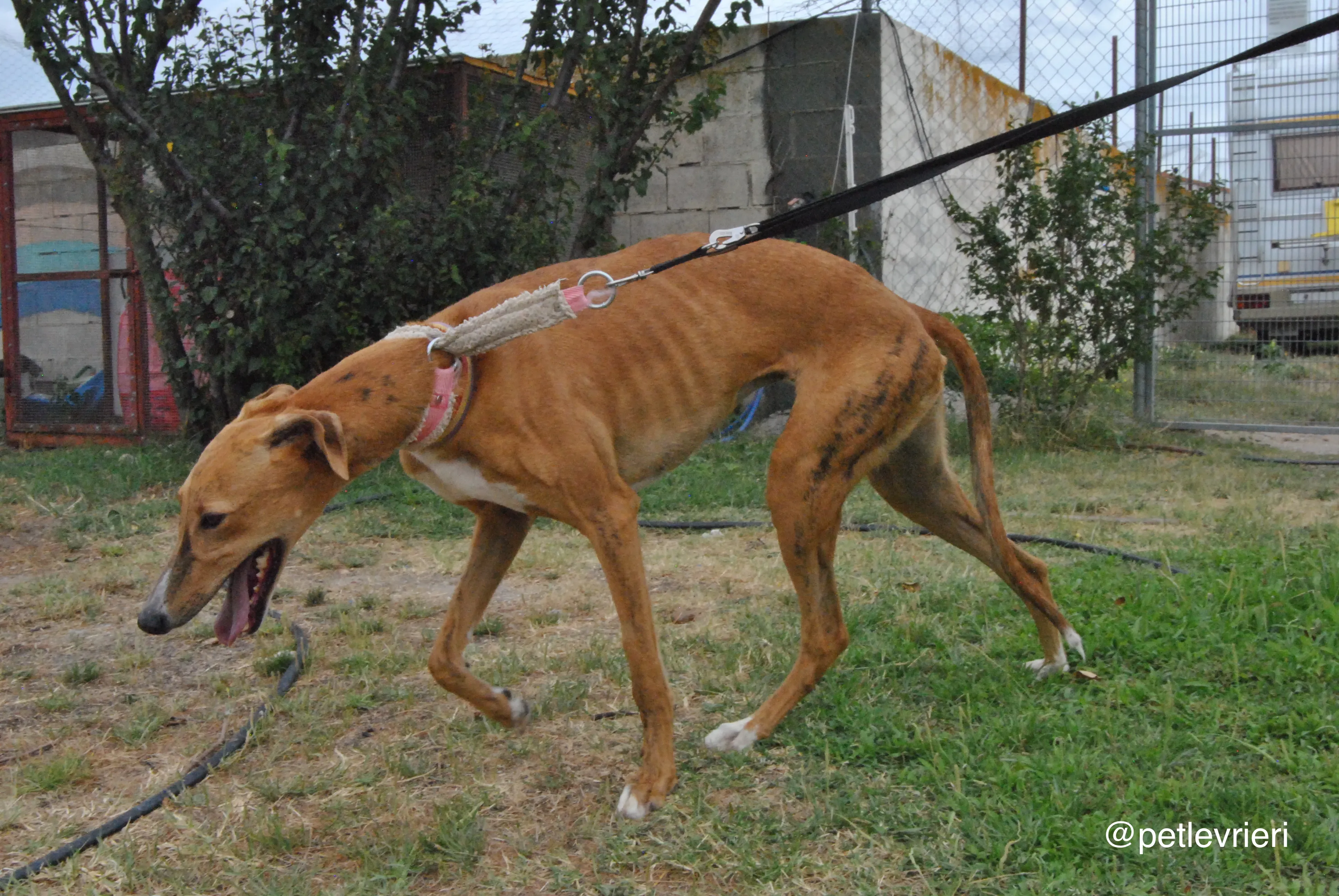 8 monica adozione levrieri galgo