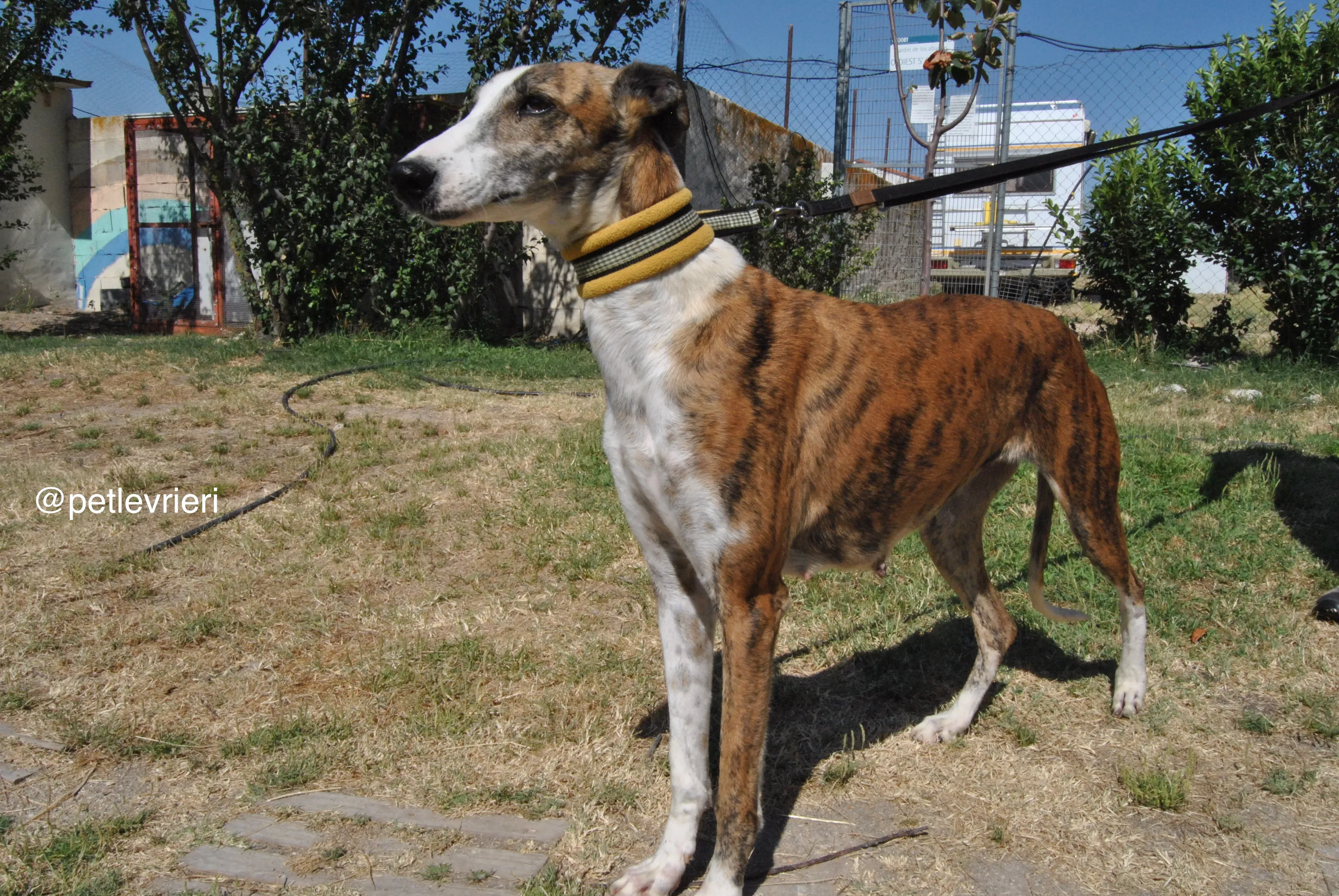 8 mumush adozione levrieri galgo