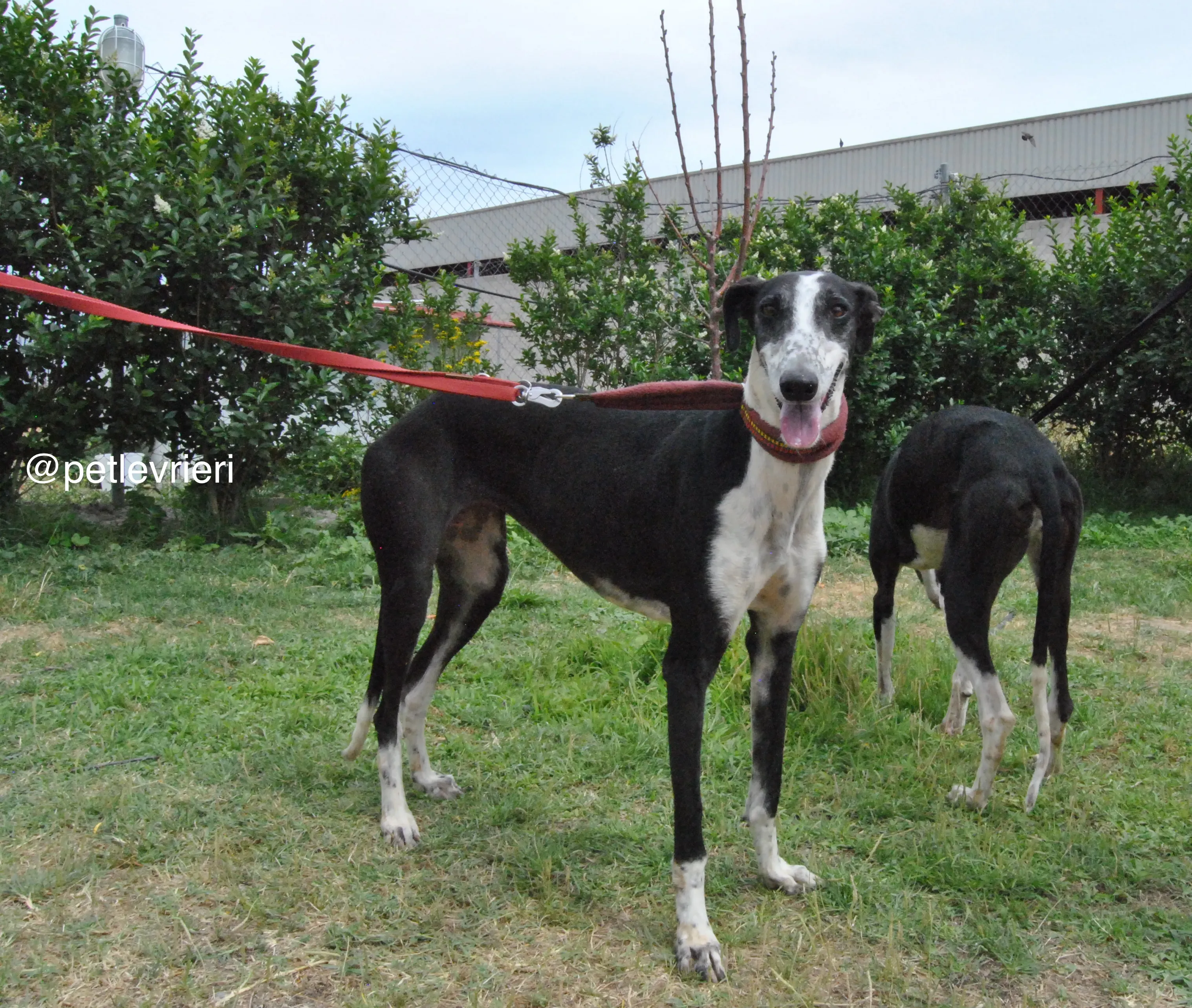 8 olga katarina adozione levrieri galgo