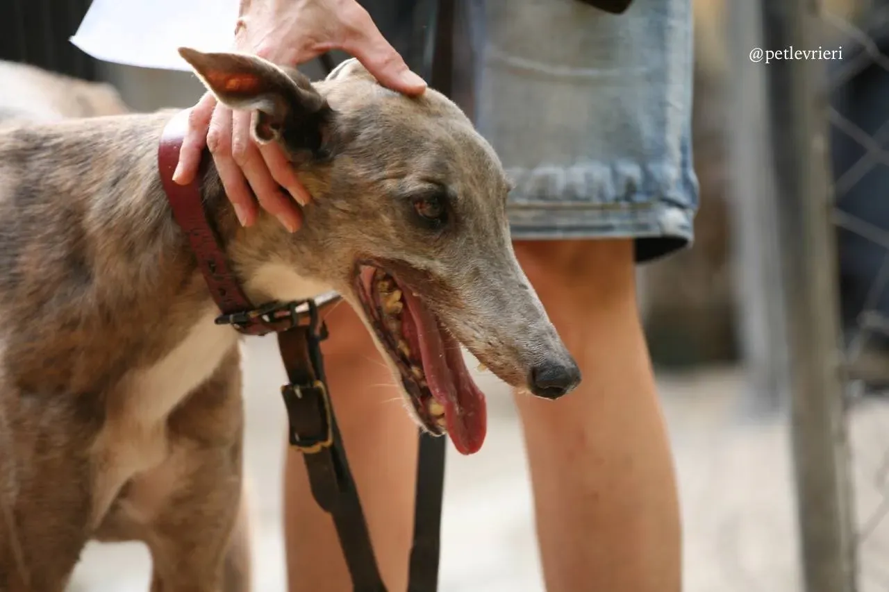 8 oyster crown adozione greyhound macao