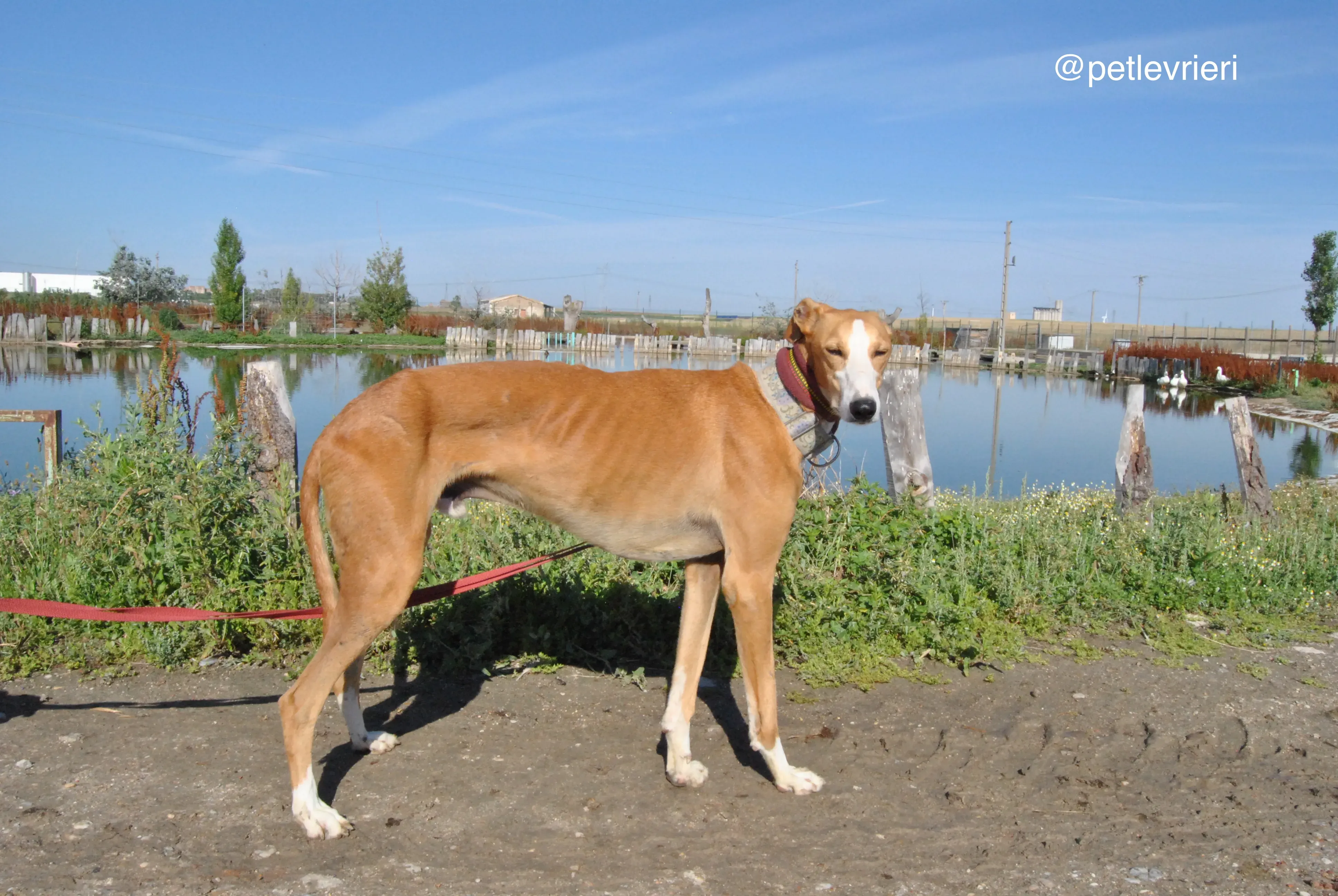 8 patas adozione levrieri galgo