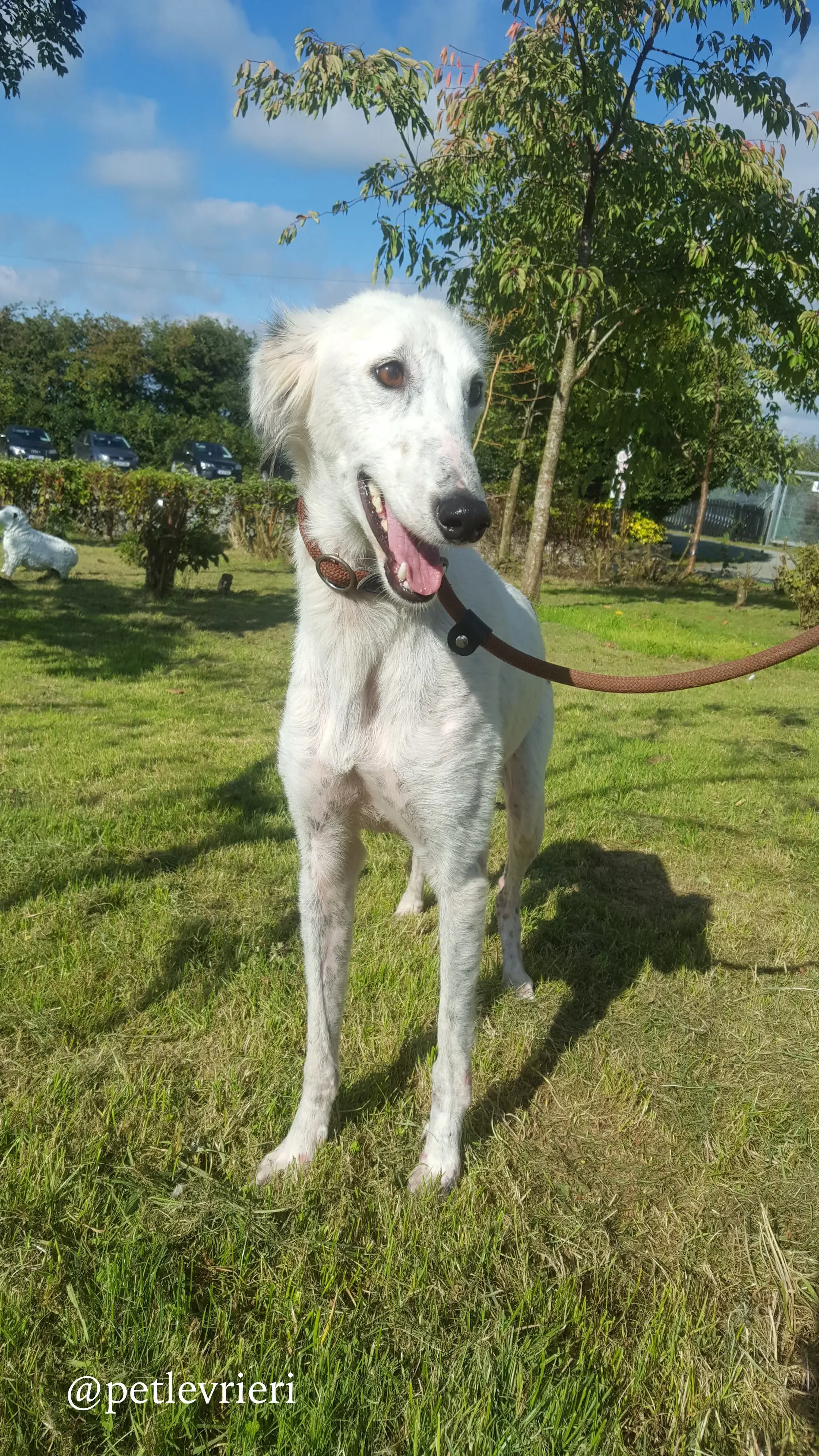 8 pippin adozione levrieri greyhound