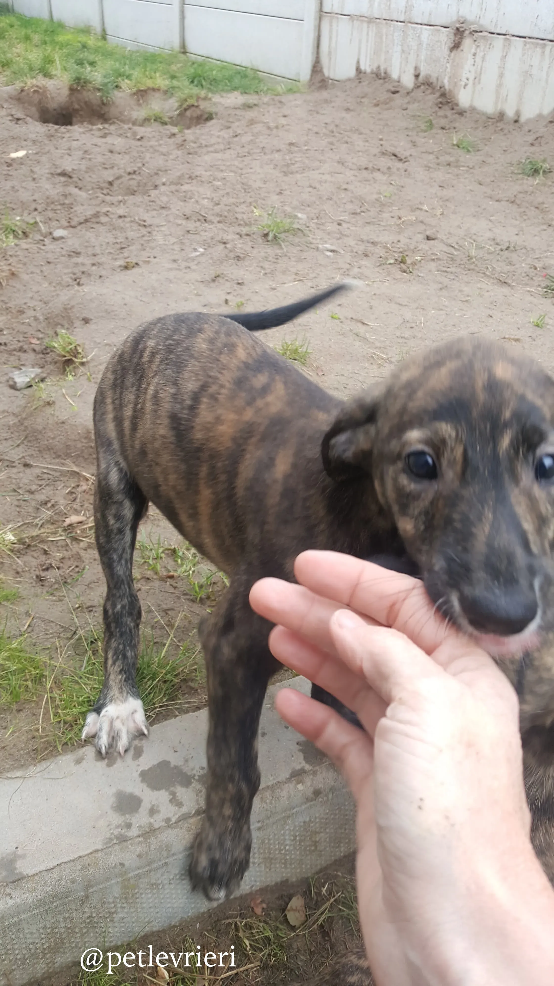 8 puppy adozione greyhound