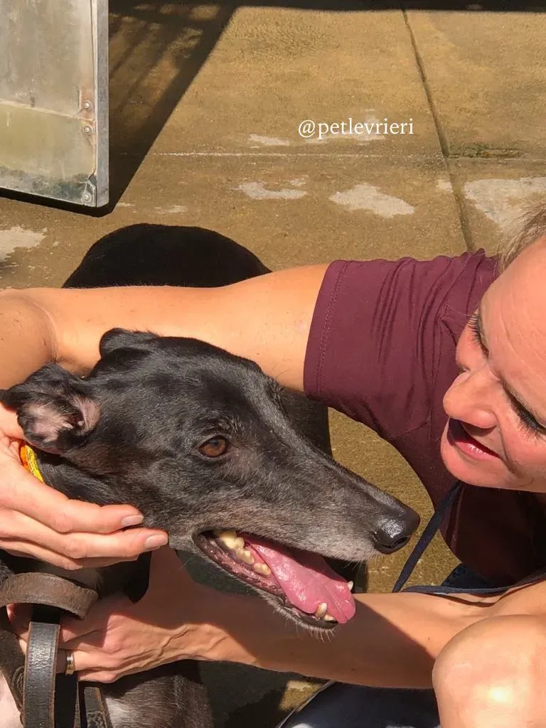 8 rise to me adozione greyhound macao