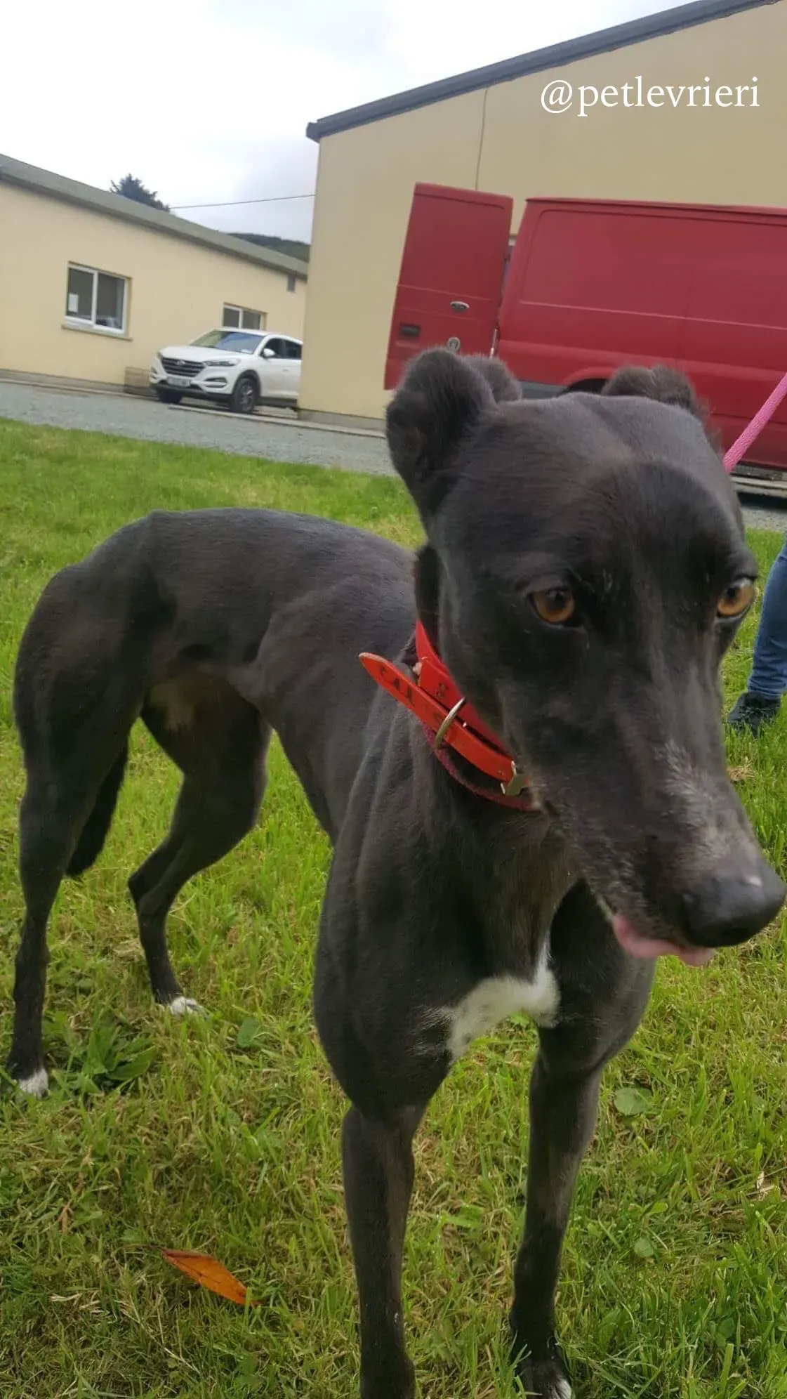 8 rosie adozione levrieri greyhound