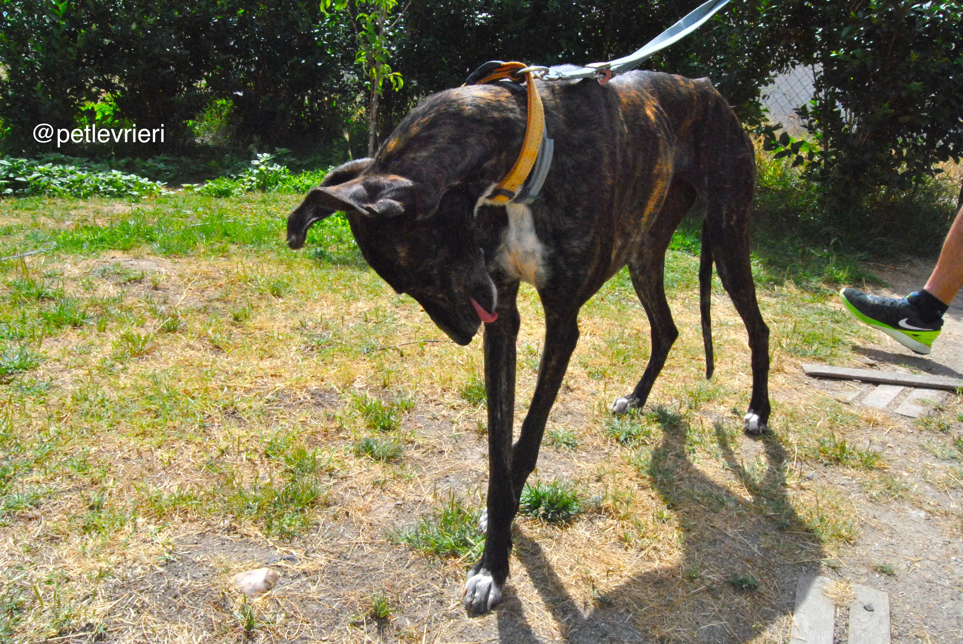 8 sasha adozione levrieri galgo 1